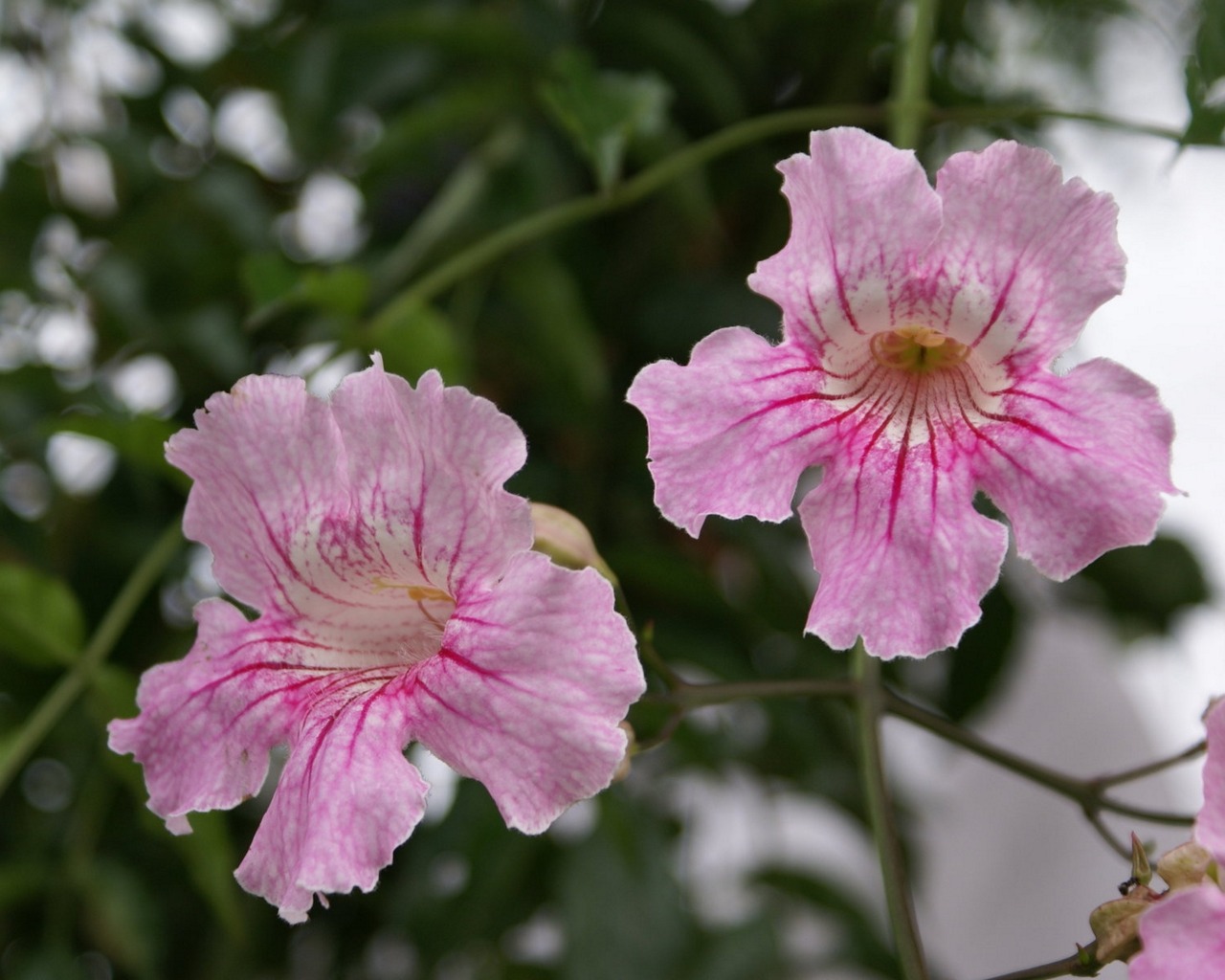 Laden Sie das Blume, Erde/natur-Bild kostenlos auf Ihren PC-Desktop herunter