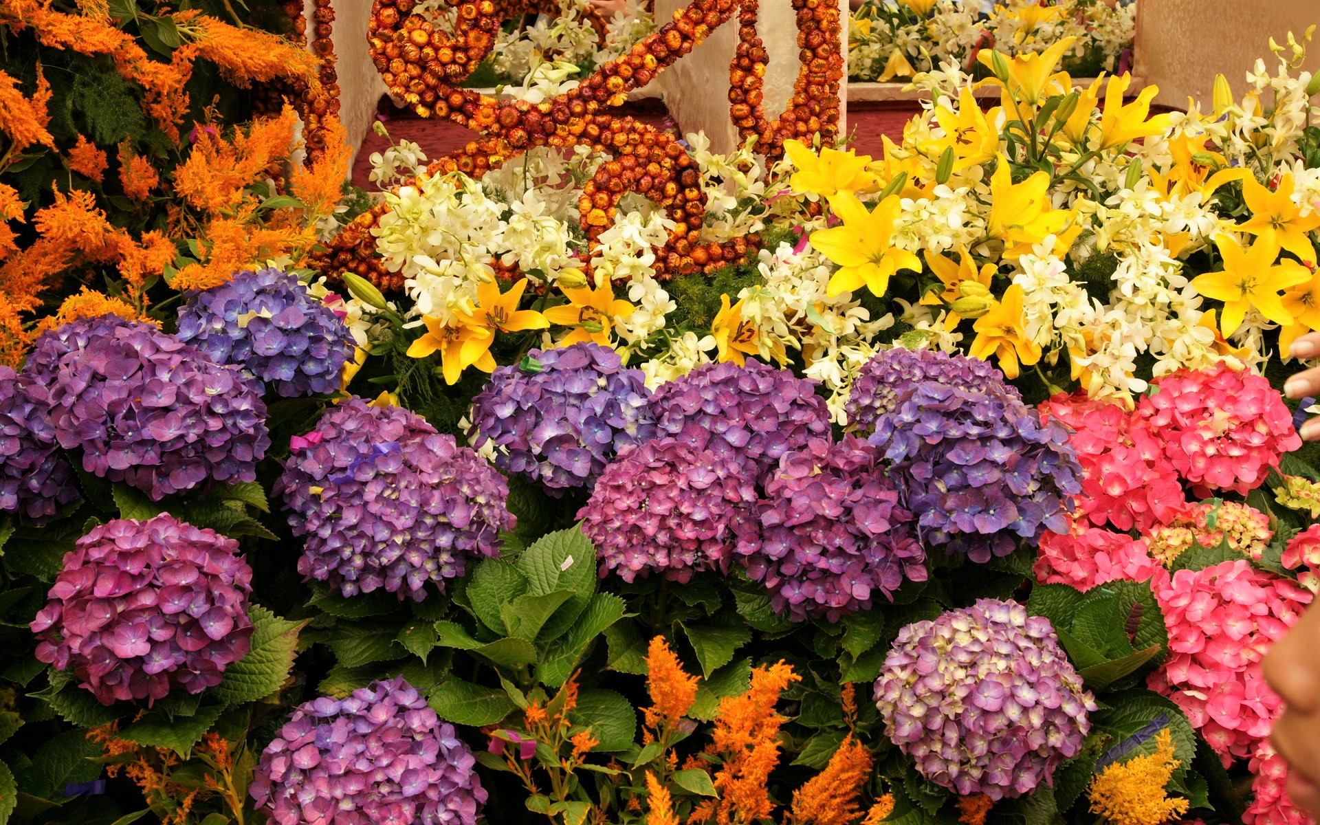 Handy-Wallpaper Blumen, Blume, Farben, Bunt, Hortensien, Erde/natur kostenlos herunterladen.