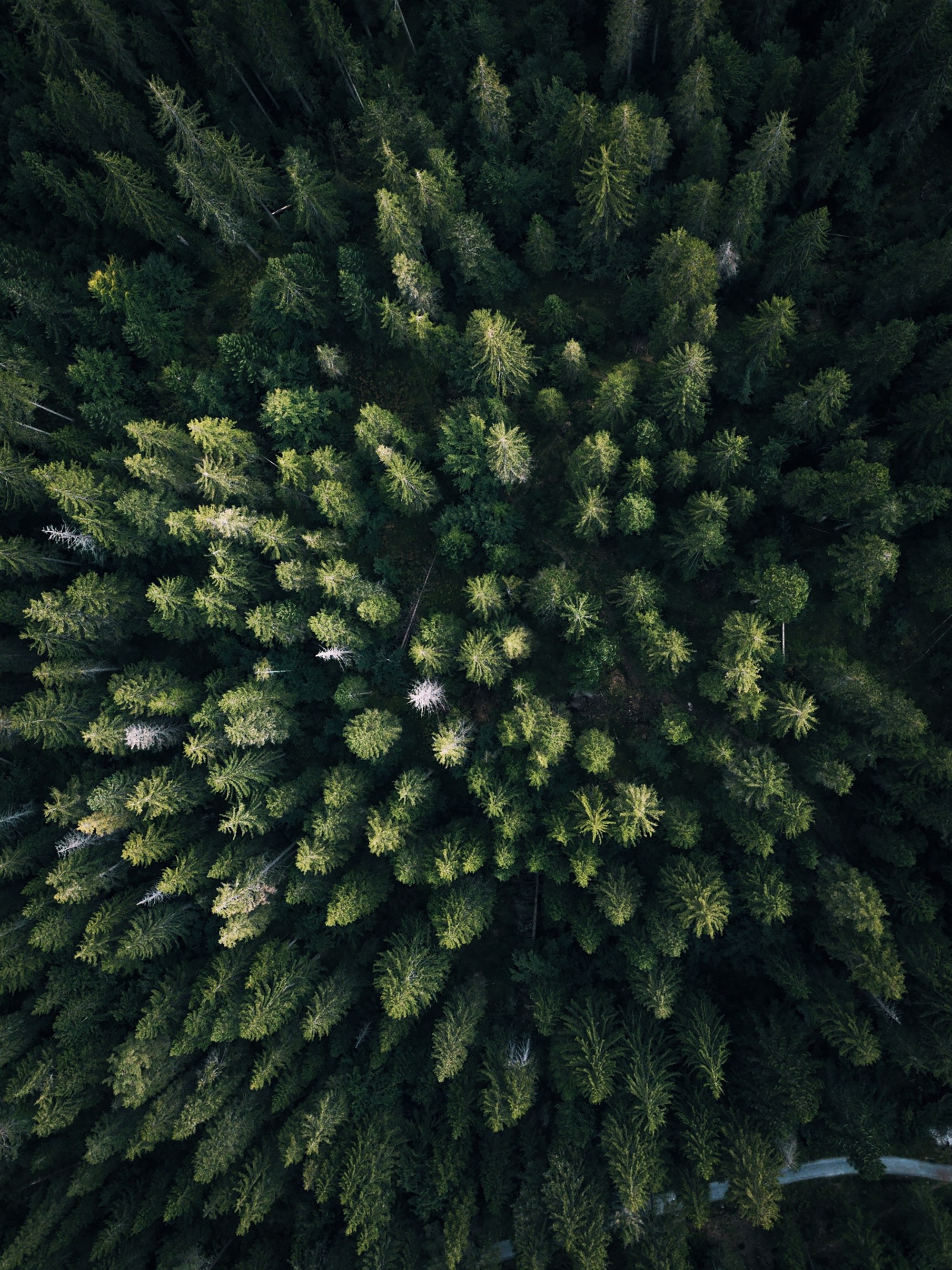 Скачать картинку Обзор, Вид Сверху, Деревья, Зеленый, Лес, Природа в телефон бесплатно.