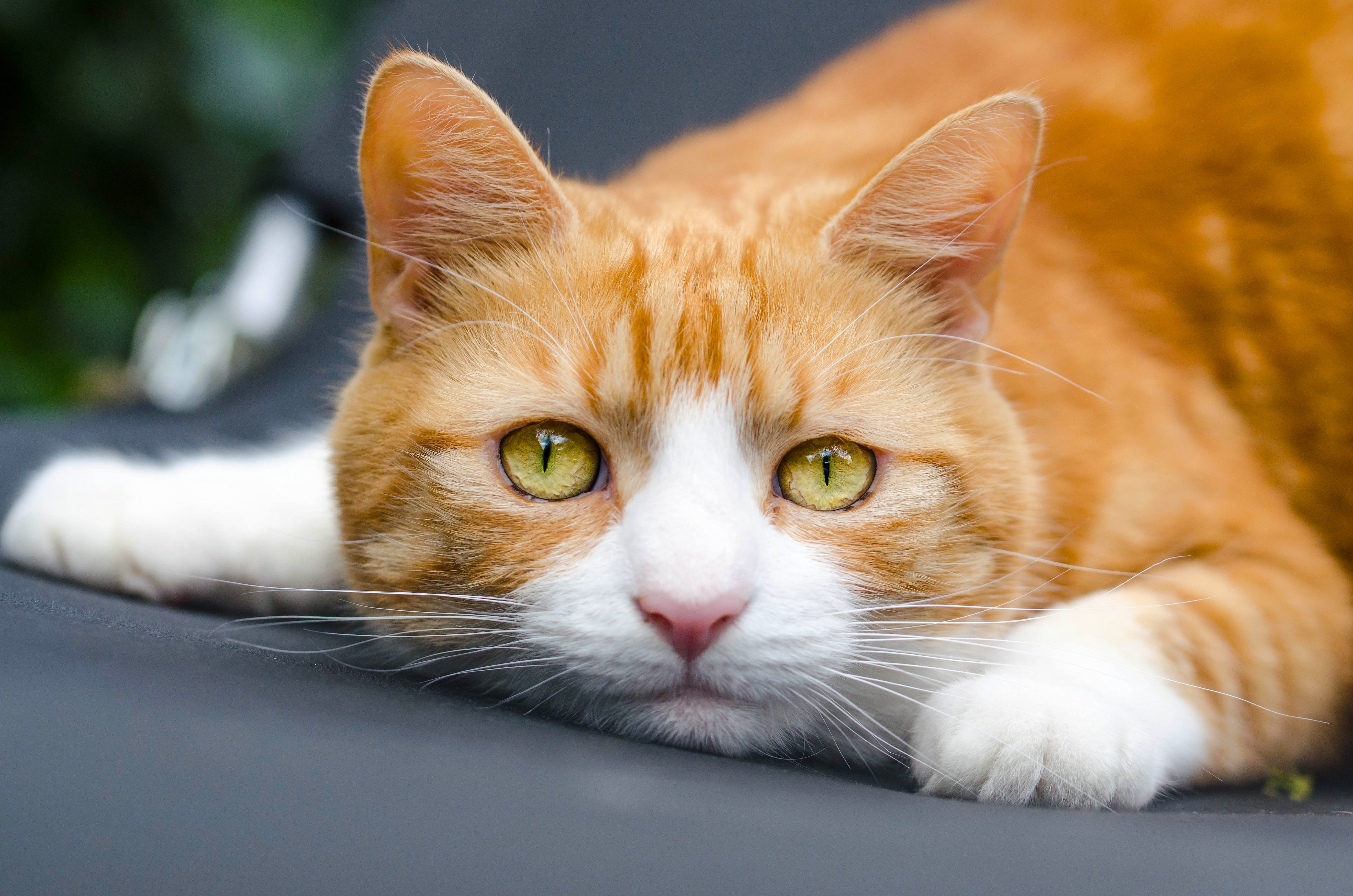 Baixe gratuitamente a imagem Gato, Gatos, Animais na área de trabalho do seu PC