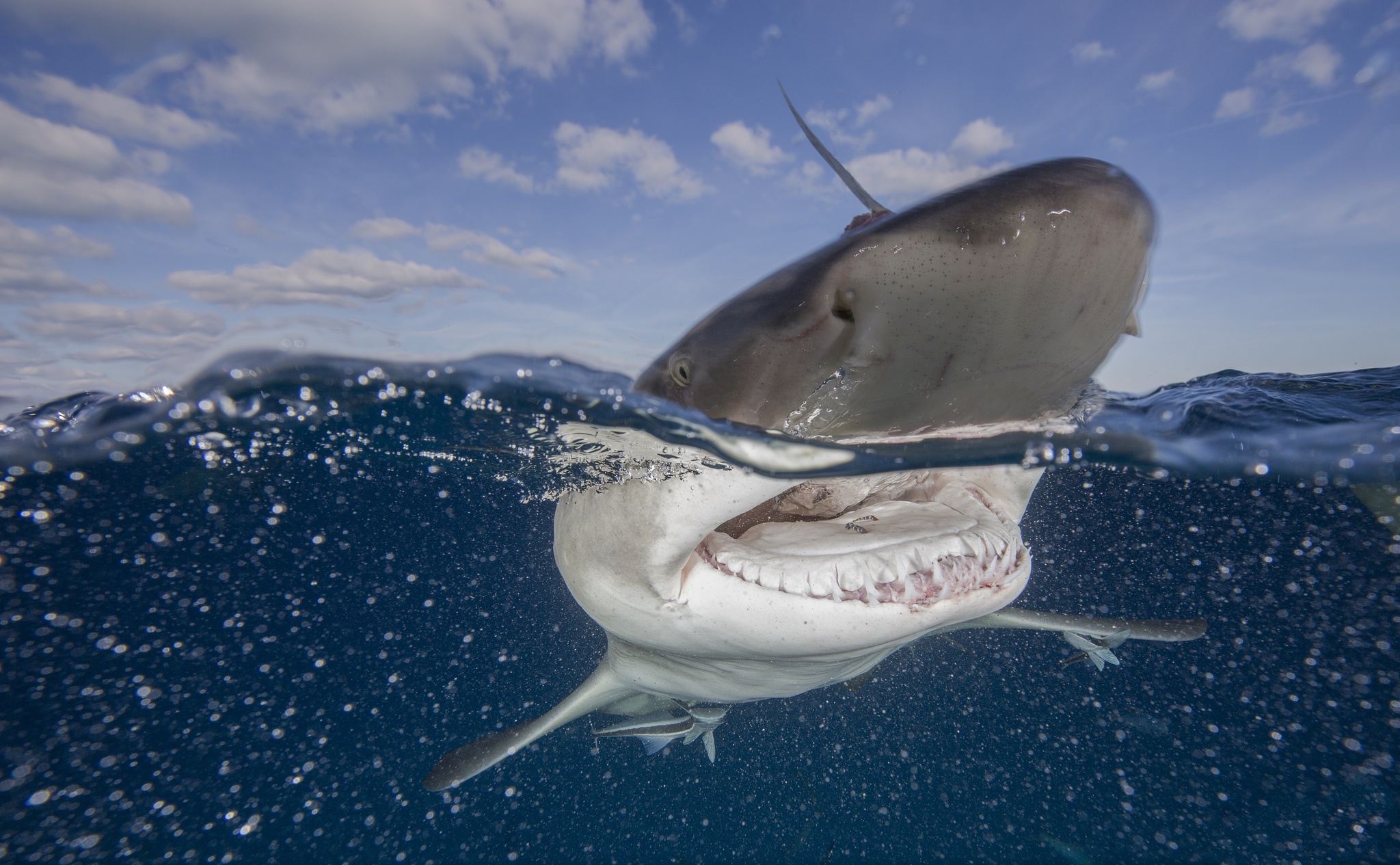 PCデスクトップに動物, サメ, 鮫, 海の生物画像を無料でダウンロード
