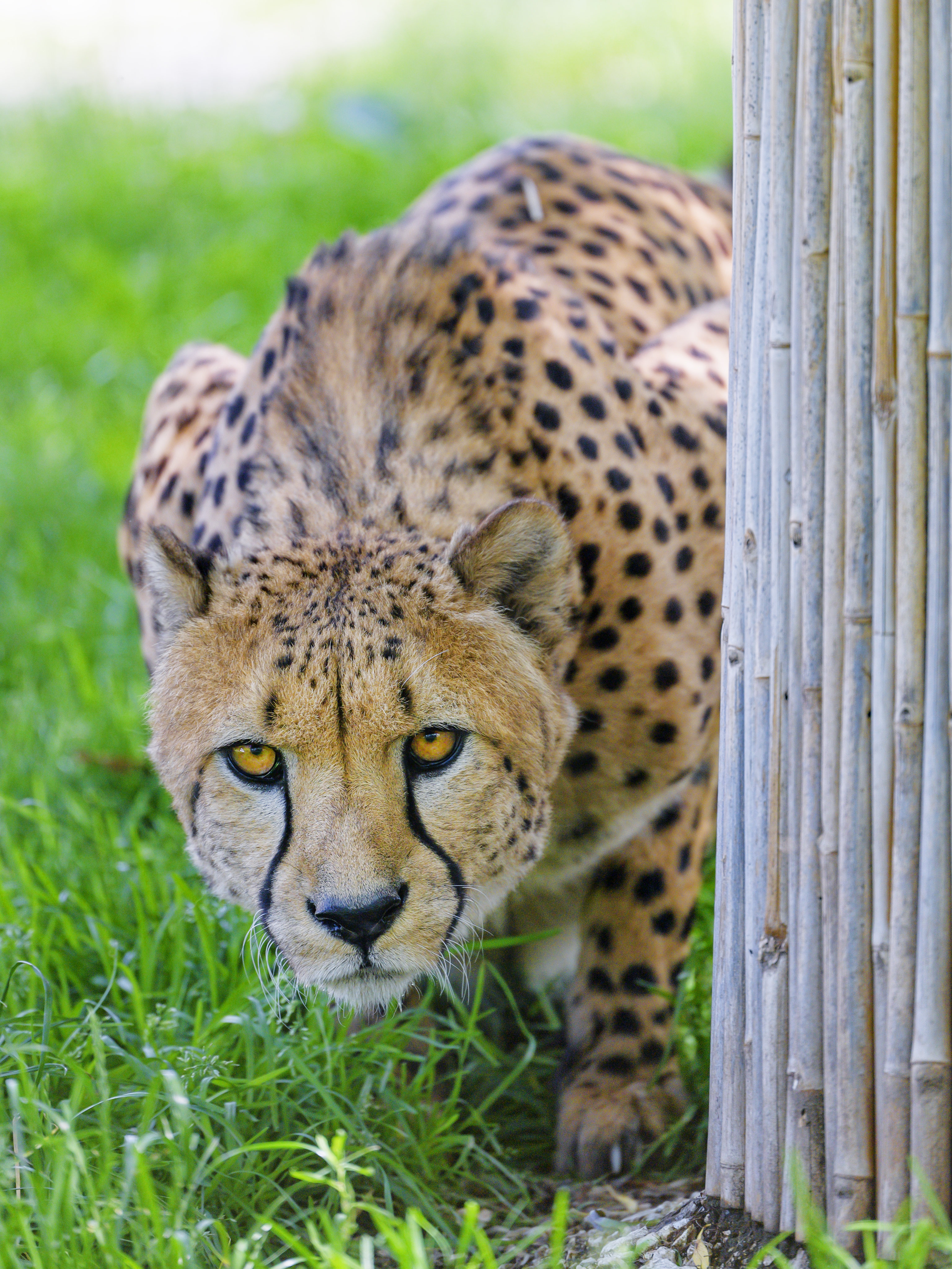 69953 скачать обои гепард, хищник, животные, большая кошка, взгляд - заставки и картинки бесплатно