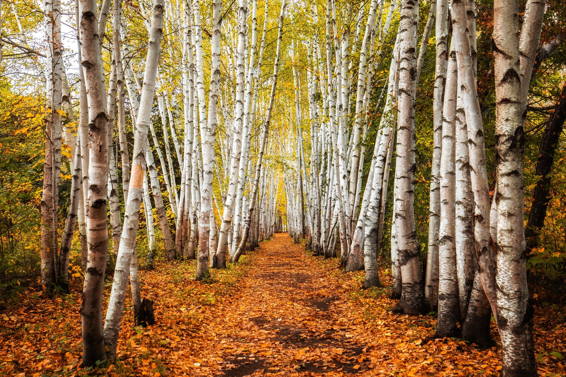 Free download wallpaper Nature, Fall, Earth, Path, Birch on your PC desktop