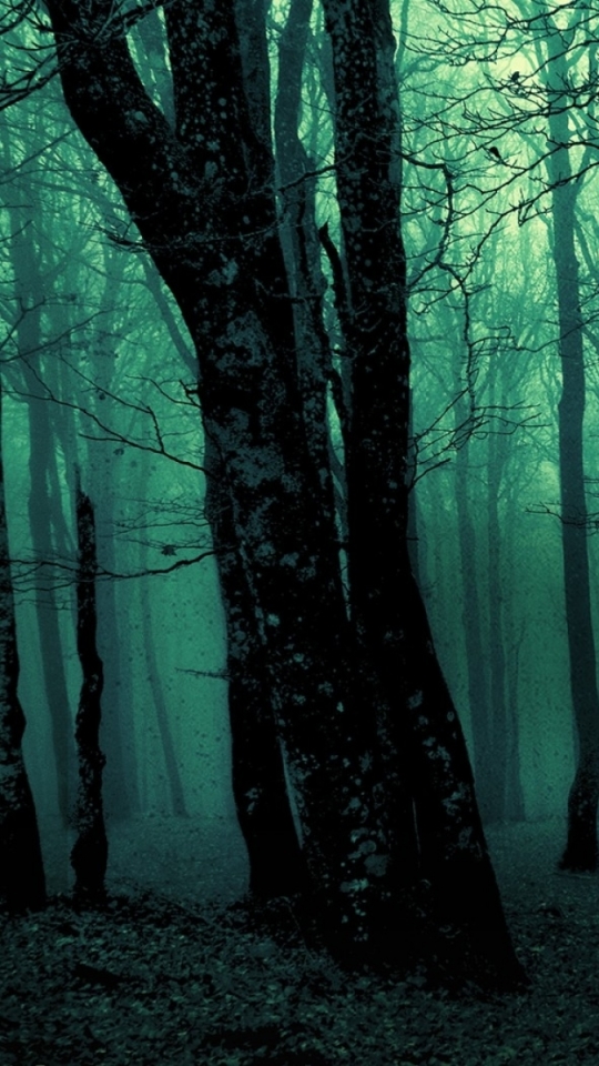 Download mobile wallpaper Dark, Forest for free.