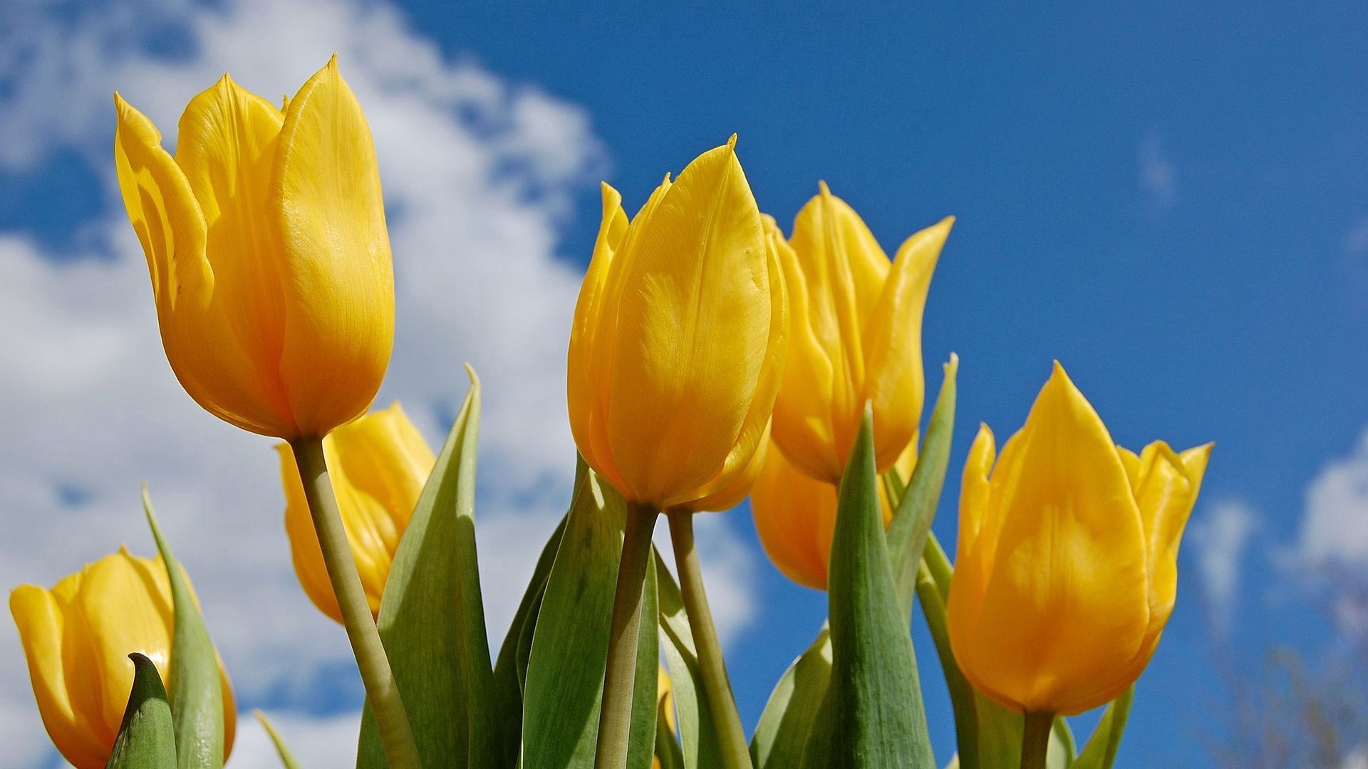 64451 baixar papel de parede natureza, flores, tulipas - protetores de tela e imagens gratuitamente