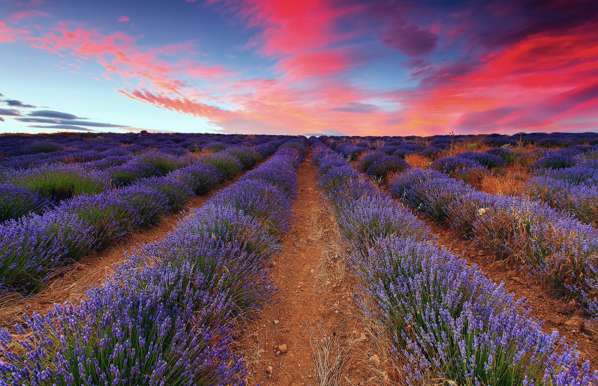 Download mobile wallpaper Lavender, Flowers, Earth for free.