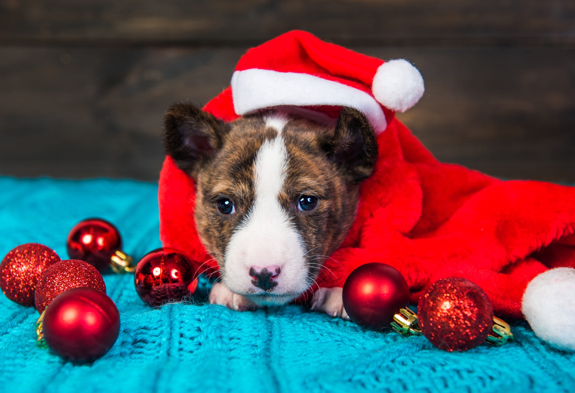 Free download wallpaper Dogs, Dog, Christmas, Animal, Puppy, Pit Bull, Bauble, Santa Hat on your PC desktop