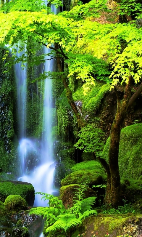 Download mobile wallpaper Waterfalls, Waterfall, Forest, Tree, Fall, Earth, Moss for free.