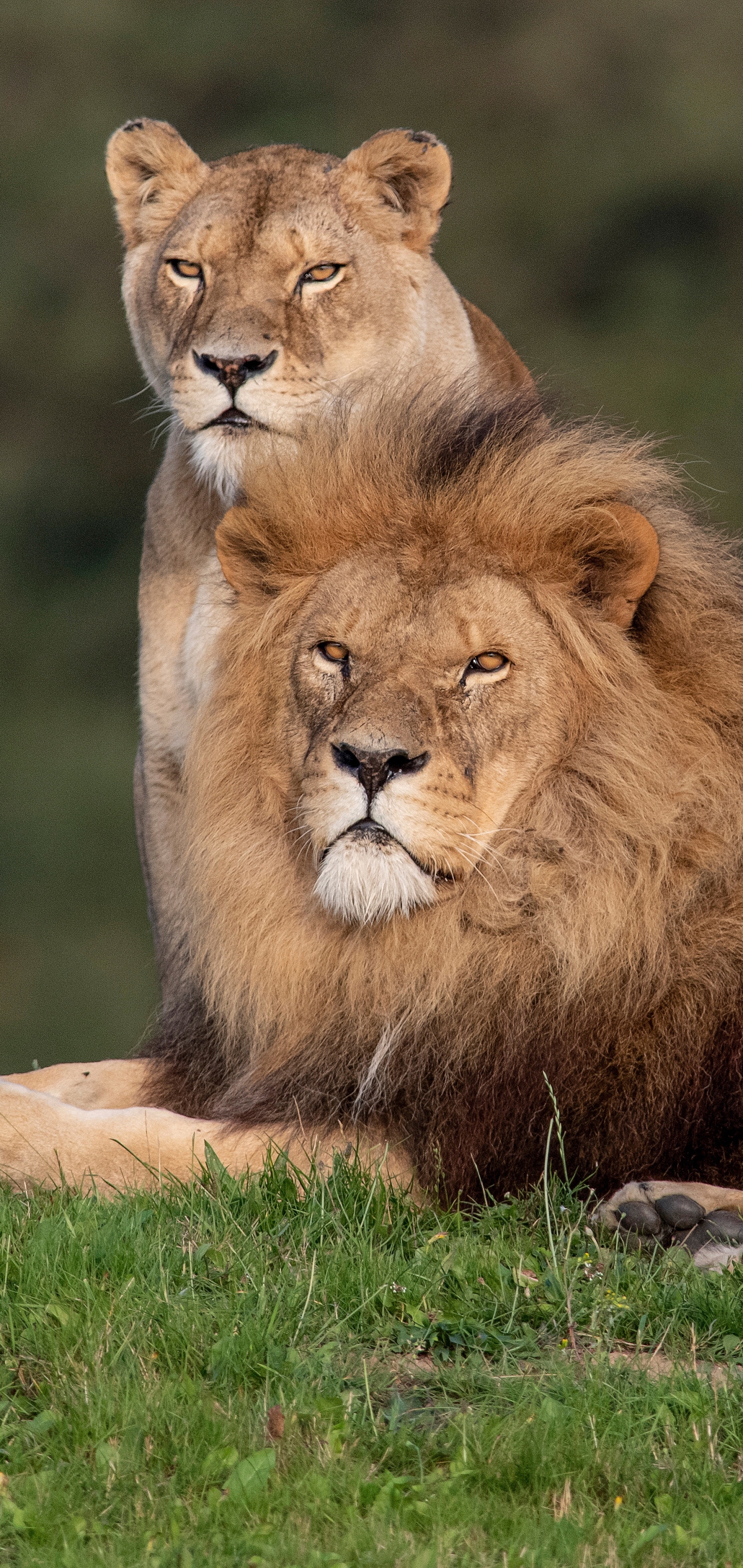 Téléchargez gratuitement l'image Animaux, Chats, Lion sur le bureau de votre PC