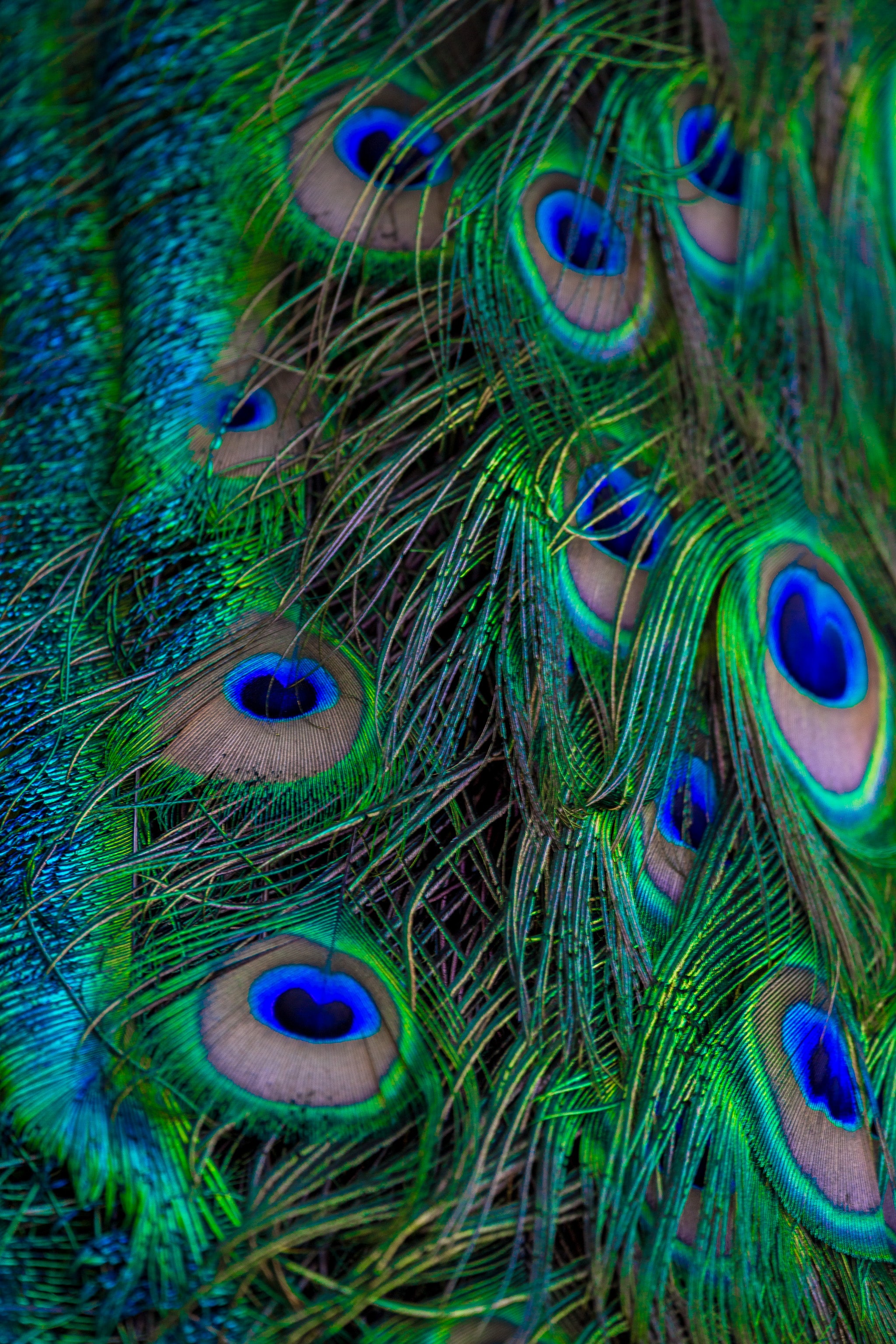 peacock, pattern, feather, macro, beautiful HD wallpaper