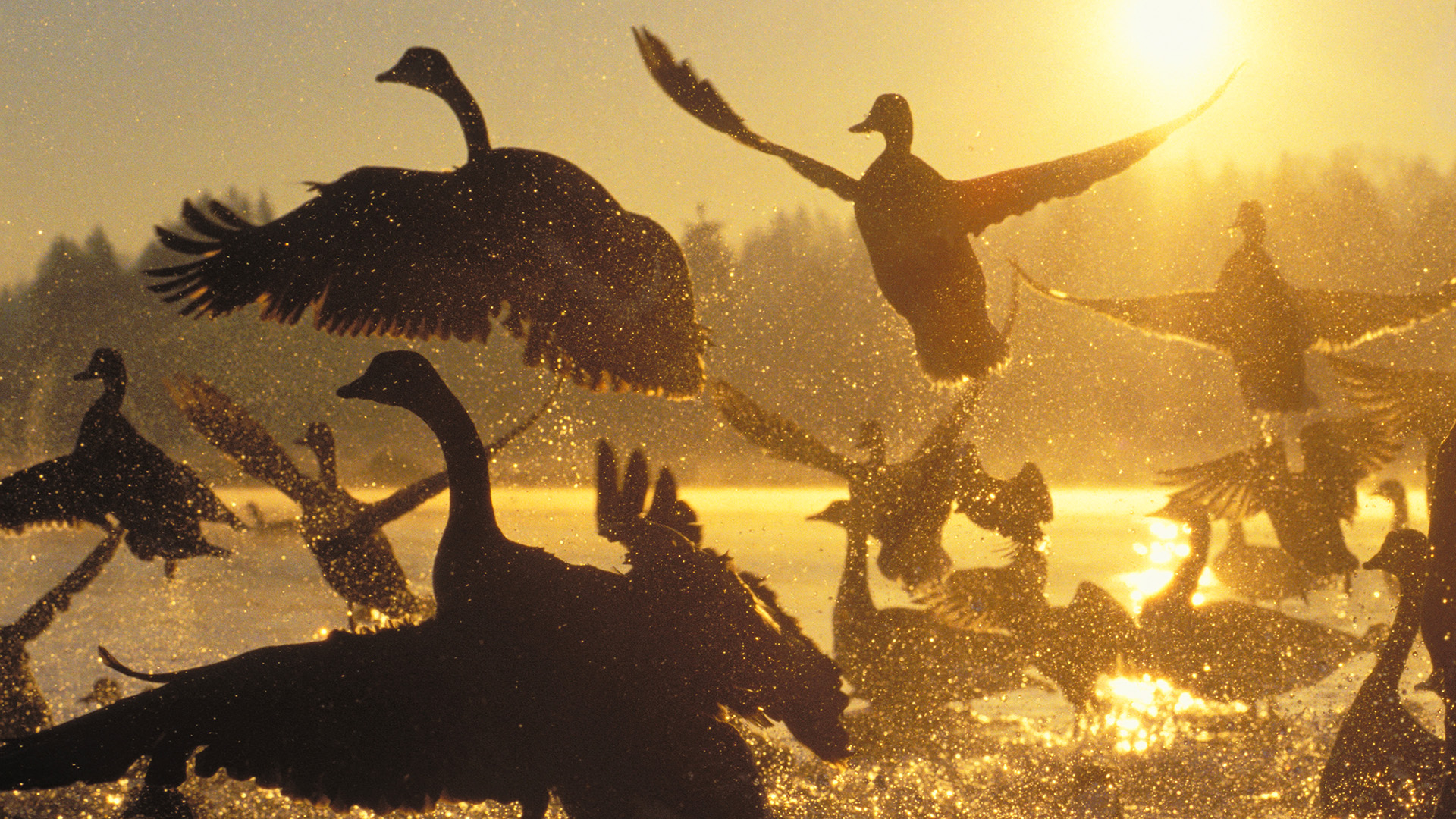 Download mobile wallpaper Goose, Birds, Animal for free.