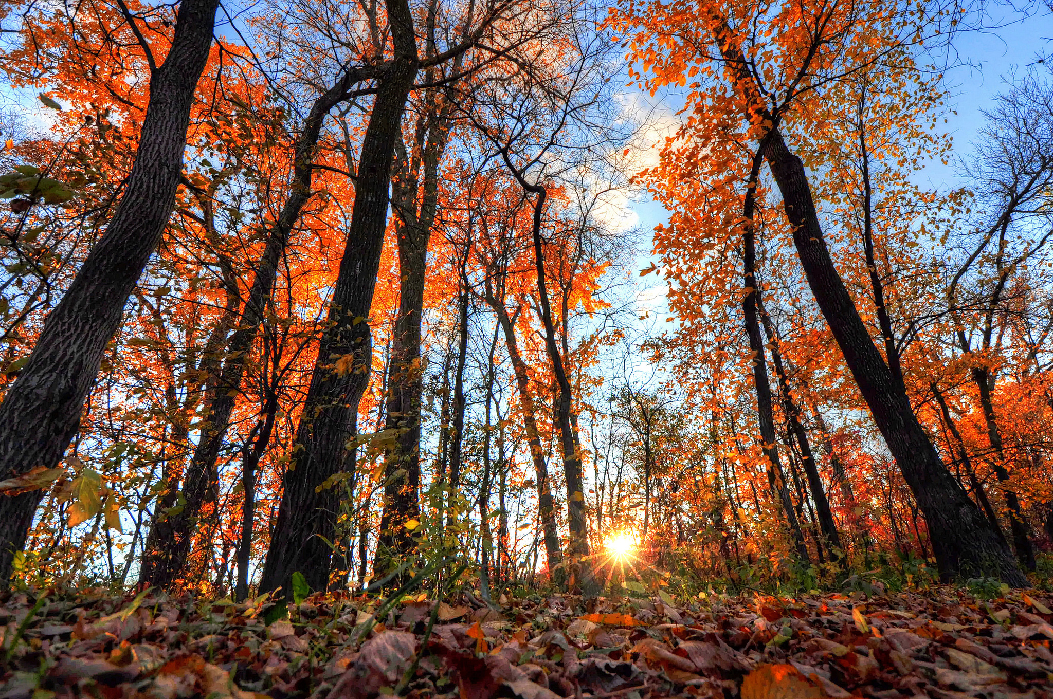 Descarga gratis la imagen Naturaleza, Otoño, Sol, Bosque, Árbol, Hoja, Rayo De Sol, Tierra/naturaleza en el escritorio de tu PC