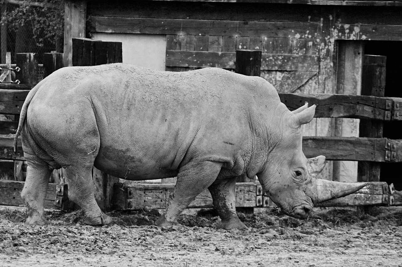 Baixar papéis de parede de desktop Rinoceronte HD