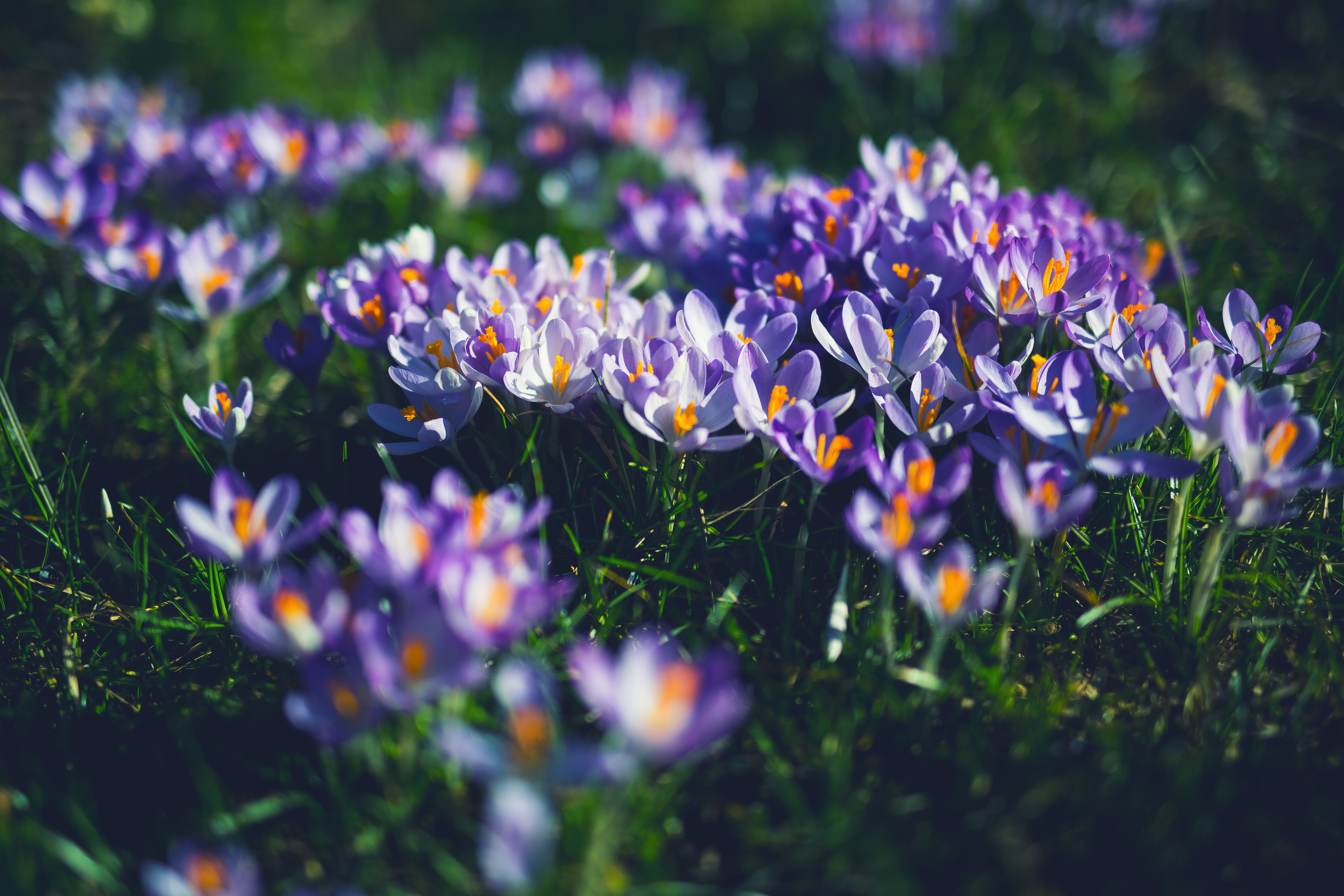 Download mobile wallpaper Nature, Flowers, Flower, Earth, Spring, Crocus, Purple Flower for free.