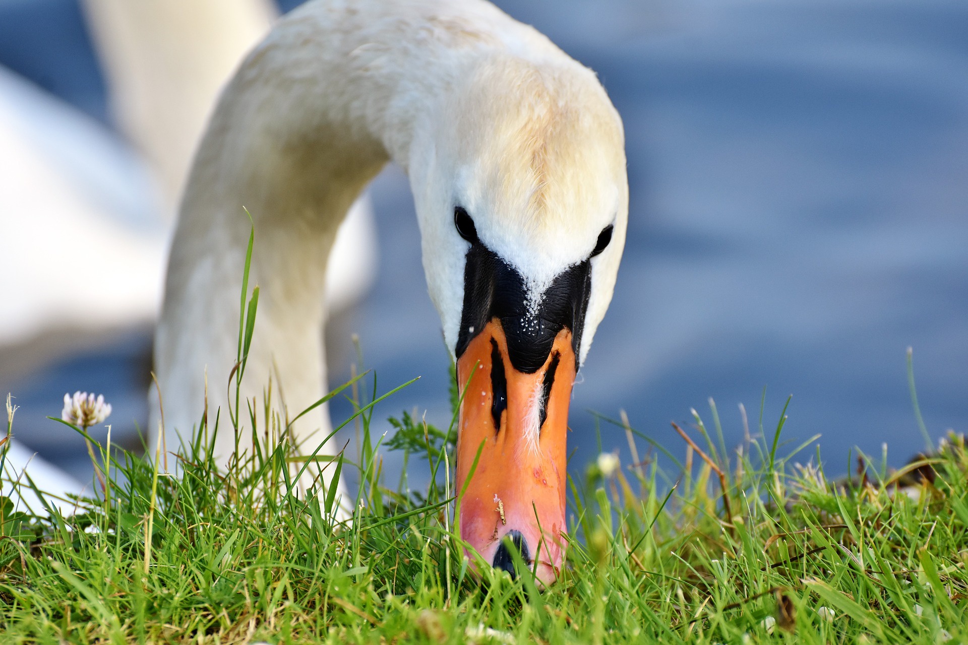 Free download wallpaper Birds, Bird, Animal, Swan, Mute Swan on your PC desktop