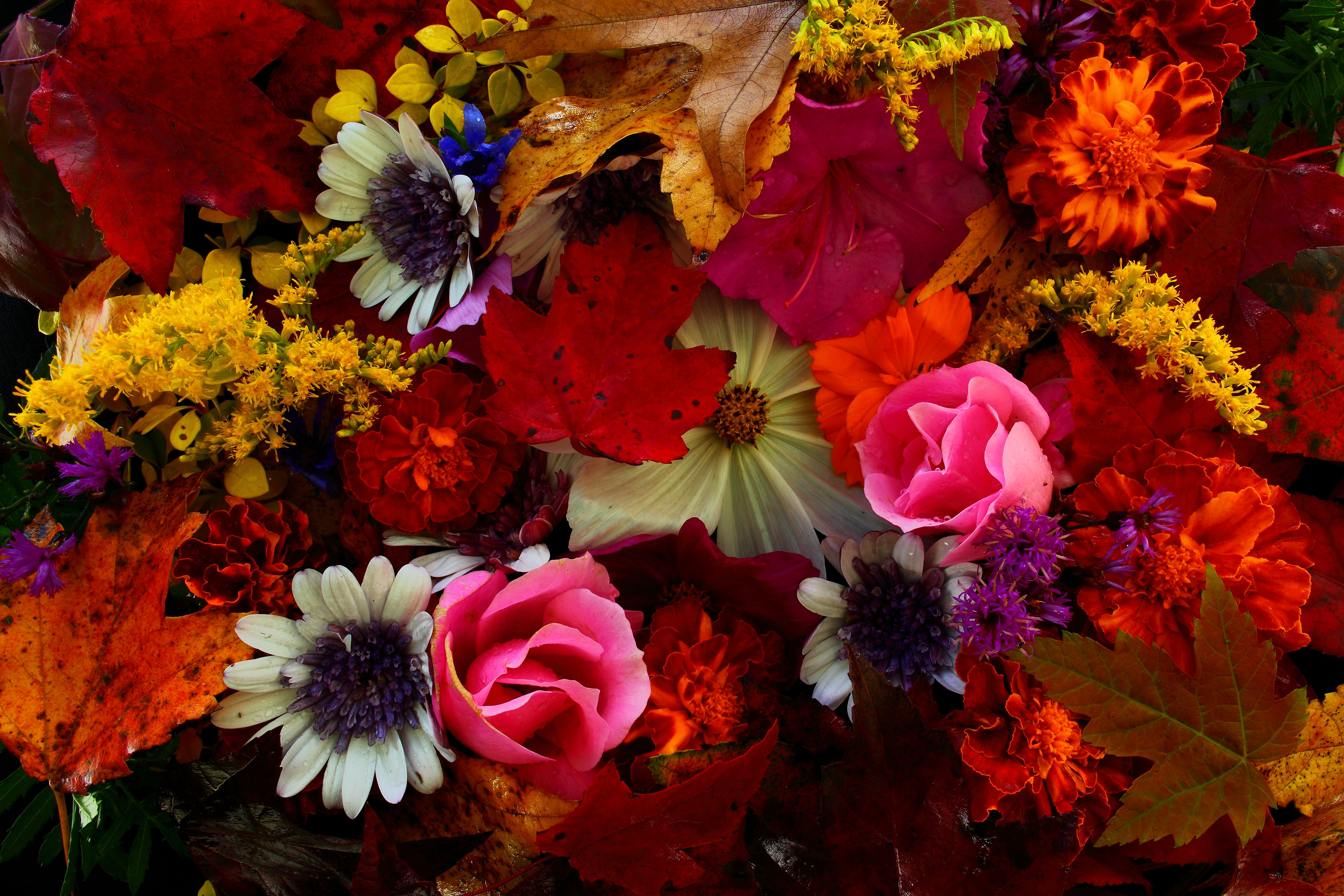 無料モバイル壁紙フラワーズ, 秋, 葉, 花, 地球, 色, カラフル, 白い花, ピンクの花, オレンジフラワーをダウンロードします。
