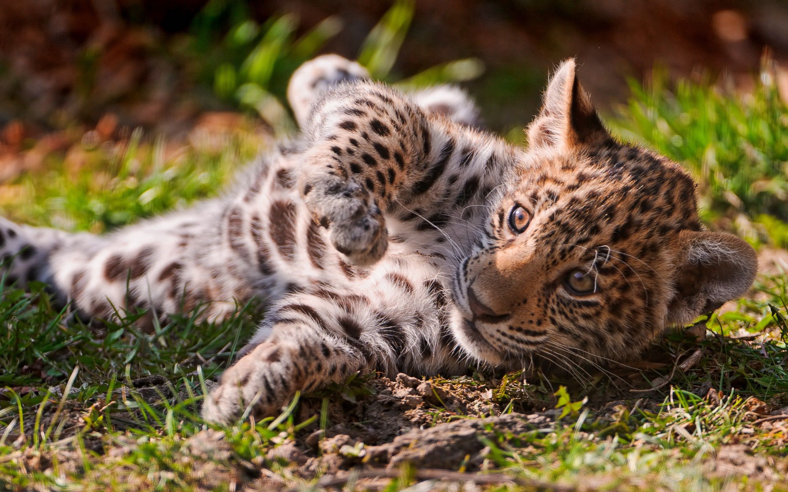Download mobile wallpaper To Lie Down, Lie, Joey, Young, Grass, Animals, Leopard for free.