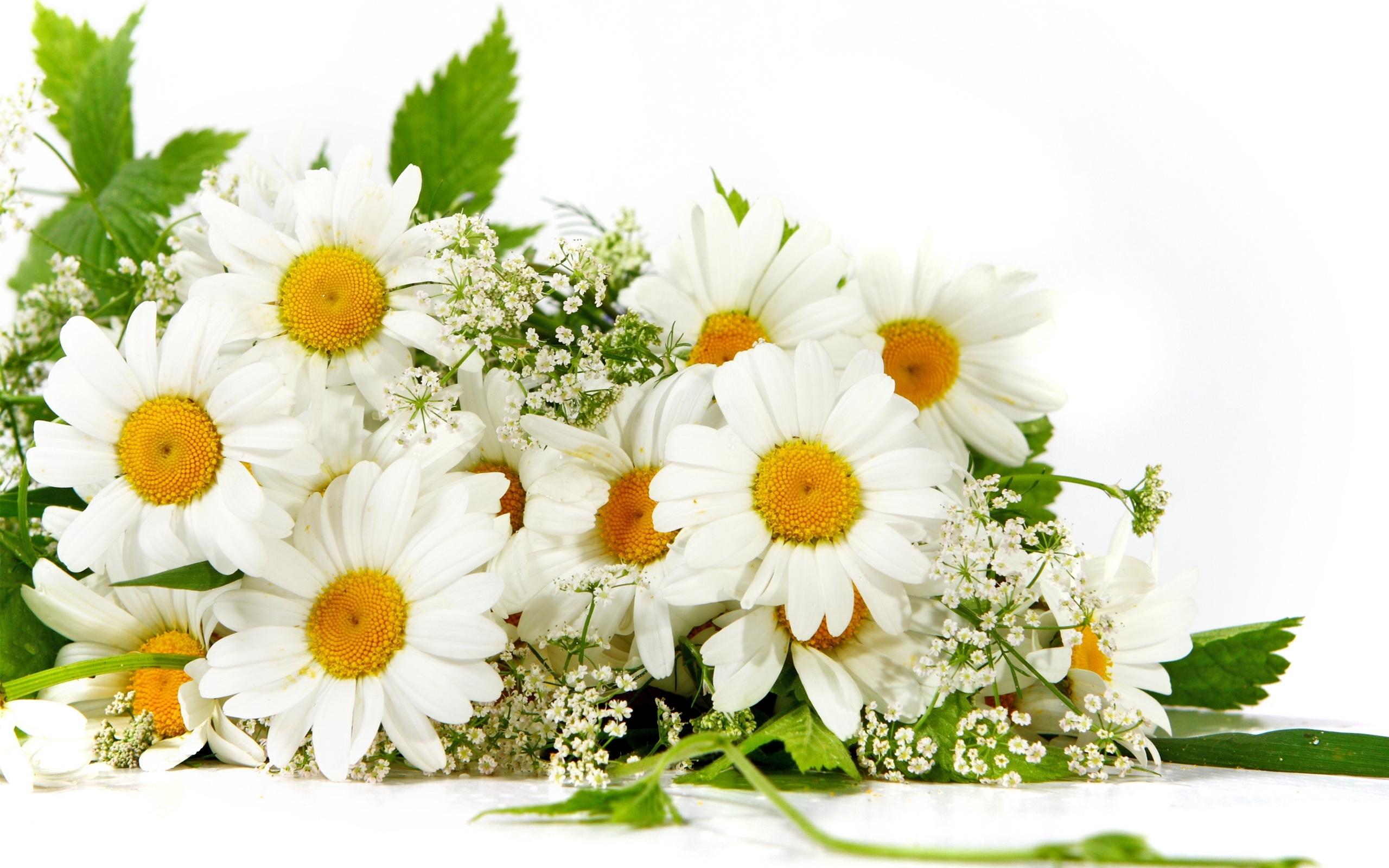 Laden Sie das Blumen, Kamille, Pflanzen-Bild kostenlos auf Ihren PC-Desktop herunter