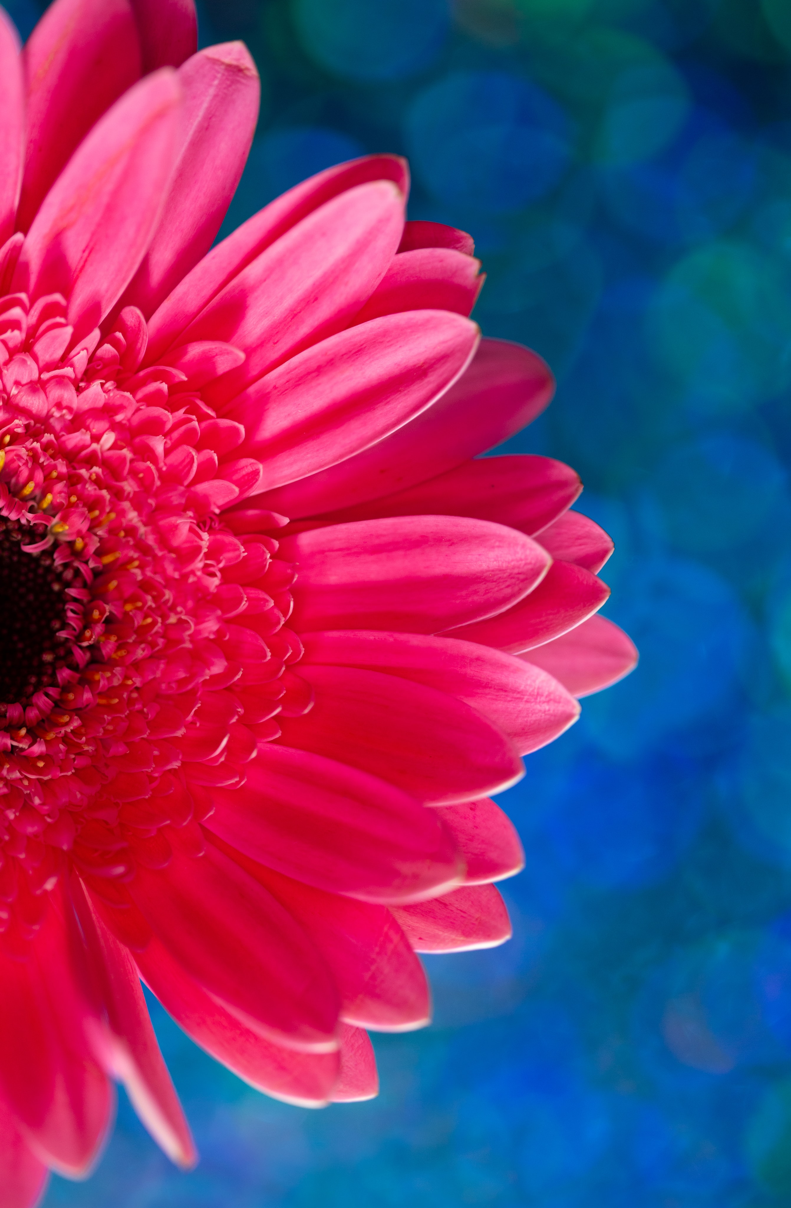 Free download wallpaper Macro, Pink, Flower, Plant, Petals on your PC desktop