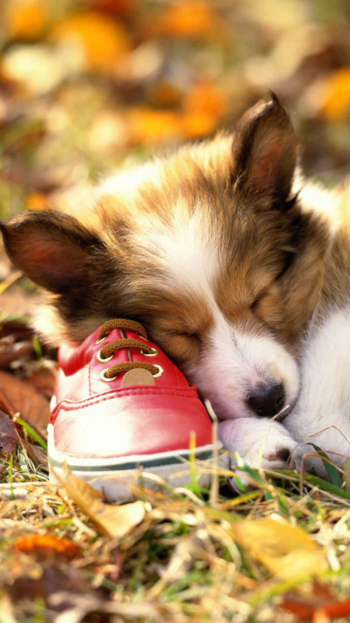Download mobile wallpaper Dogs, Dog, Animal, Puppy, Sleeping, Cute, Border Collie, Shoe for free.