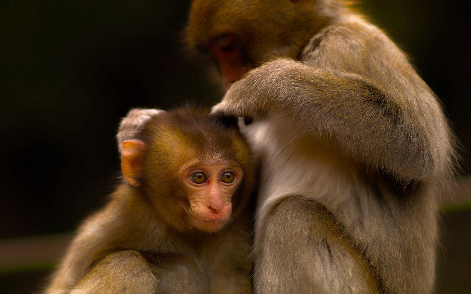 106936 Hintergrundbild herunterladen tiere, monkeys, junge, paar, pflege, joey - Bildschirmschoner und Bilder kostenlos