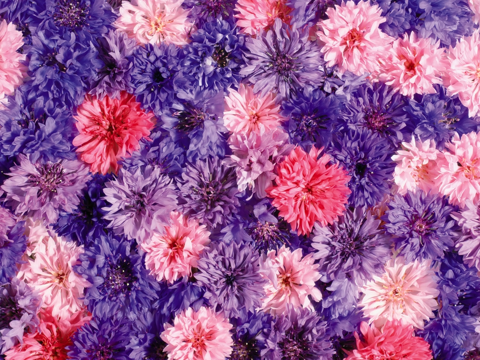 Download mobile wallpaper Plants, Violet, Flowers, Background for free.
