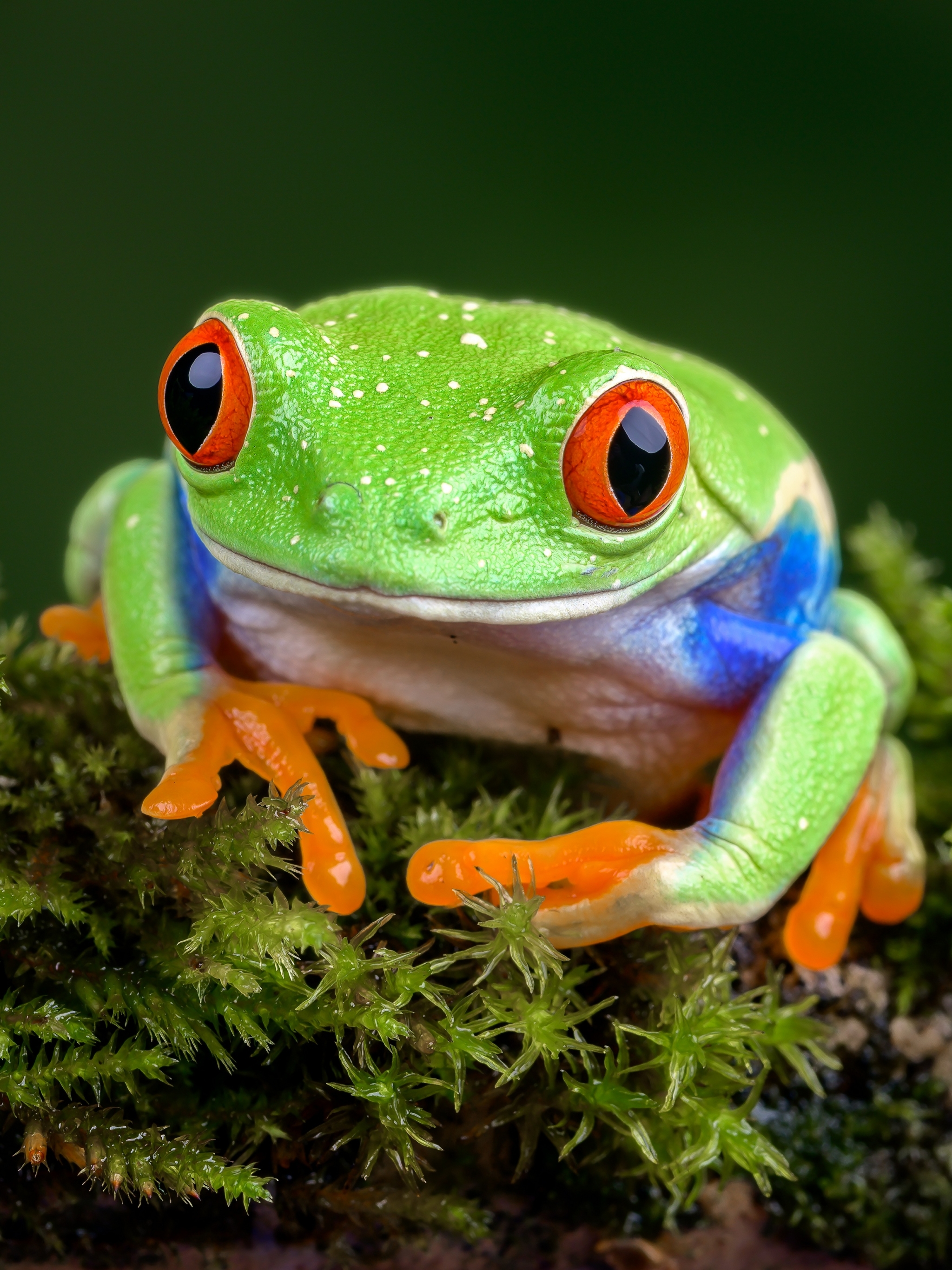 Laden Sie das Tiere, Frösche, Frosch, Amphibie, Rotaugenlaubfrosch-Bild kostenlos auf Ihren PC-Desktop herunter