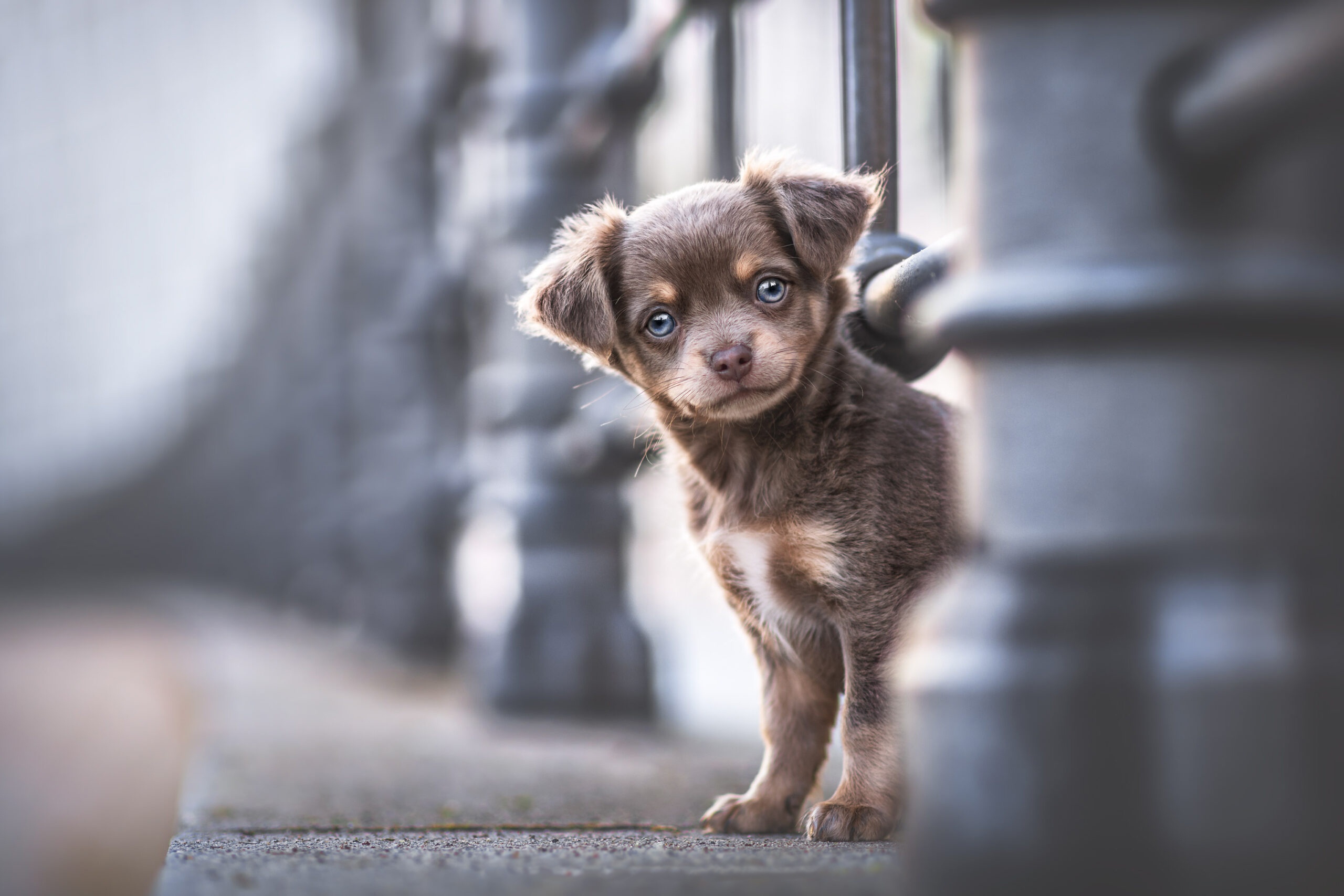 Téléchargez des papiers peints mobile Animaux, Chiens, Chiot, Bébé Animal gratuitement.