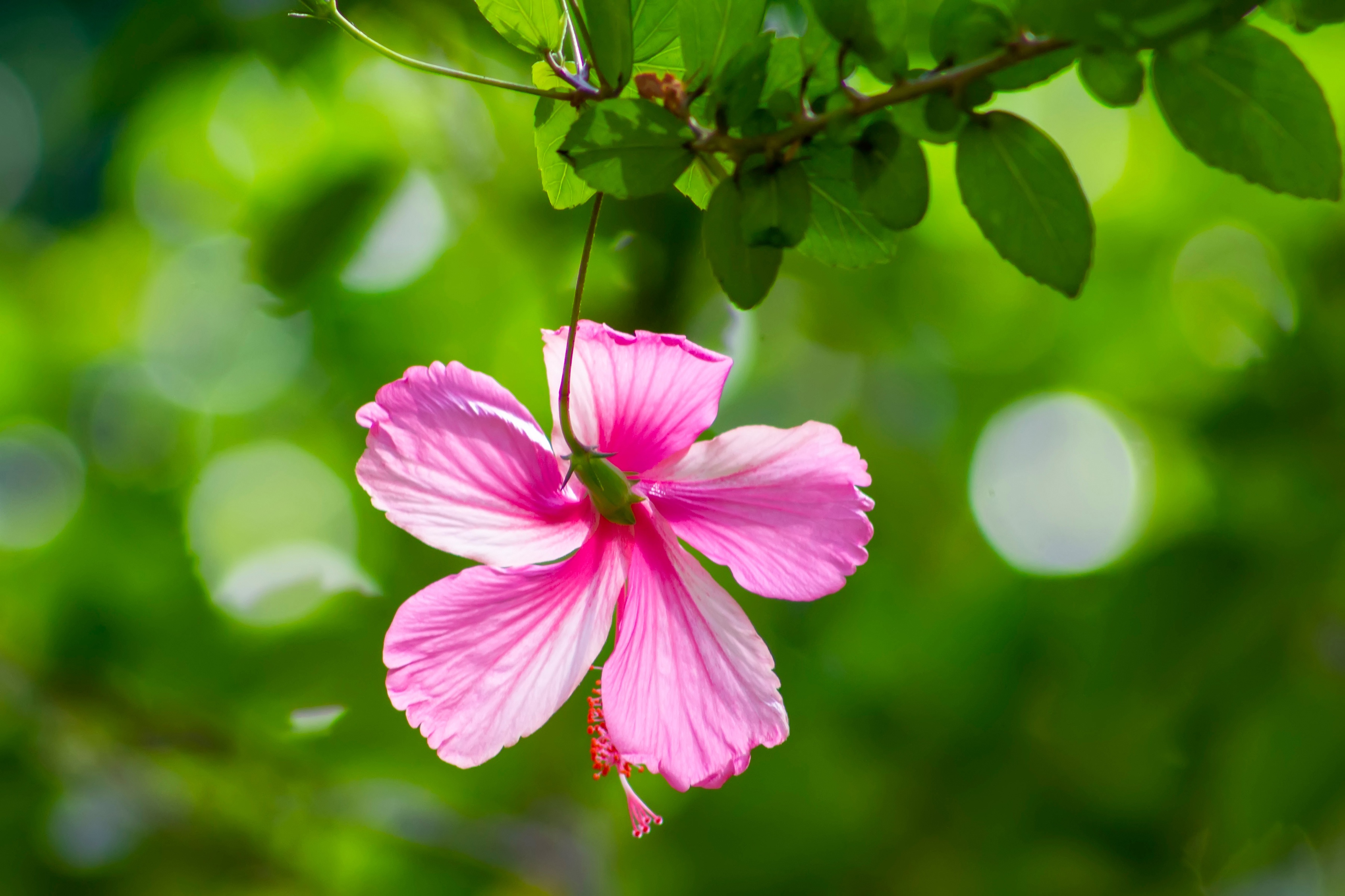 Free download wallpaper Earth, Hibiscus on your PC desktop