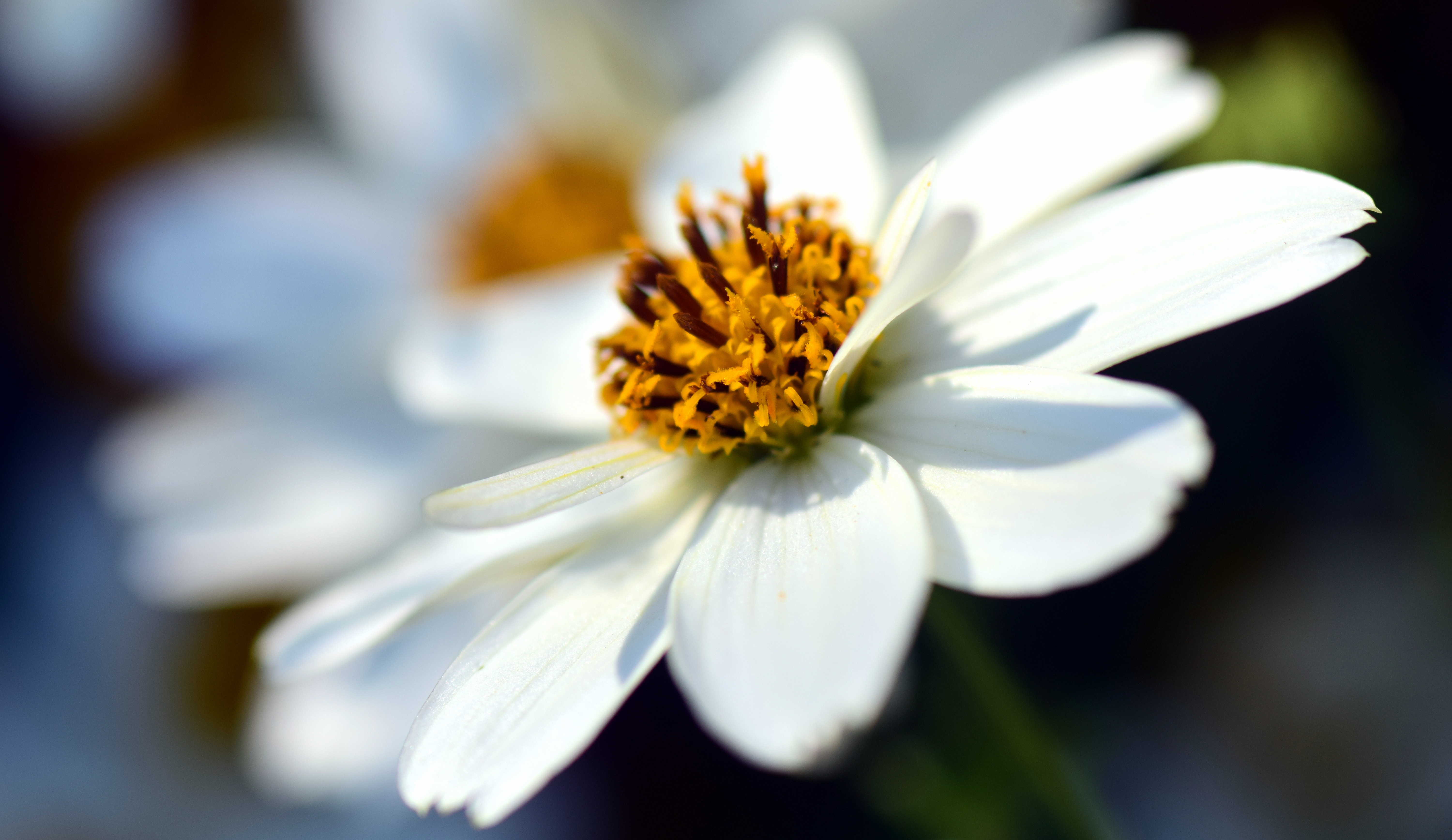 Laden Sie das Makro, Bidens Ferulifolia, Blume, Nahaufnahme-Bild kostenlos auf Ihren PC-Desktop herunter