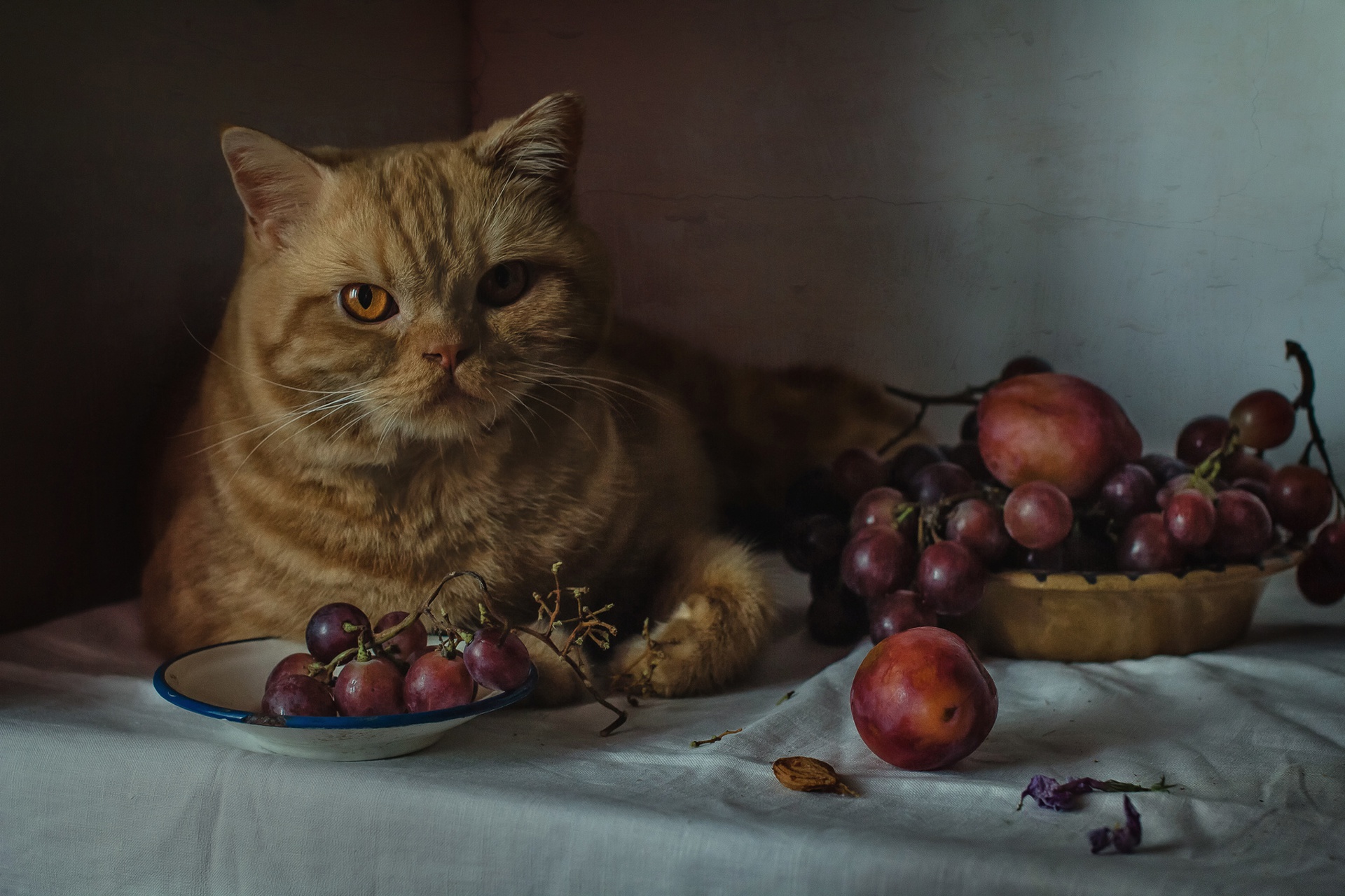 Download mobile wallpaper Cats, Grapes, Still Life, Cat, Animal, Fruit for free.