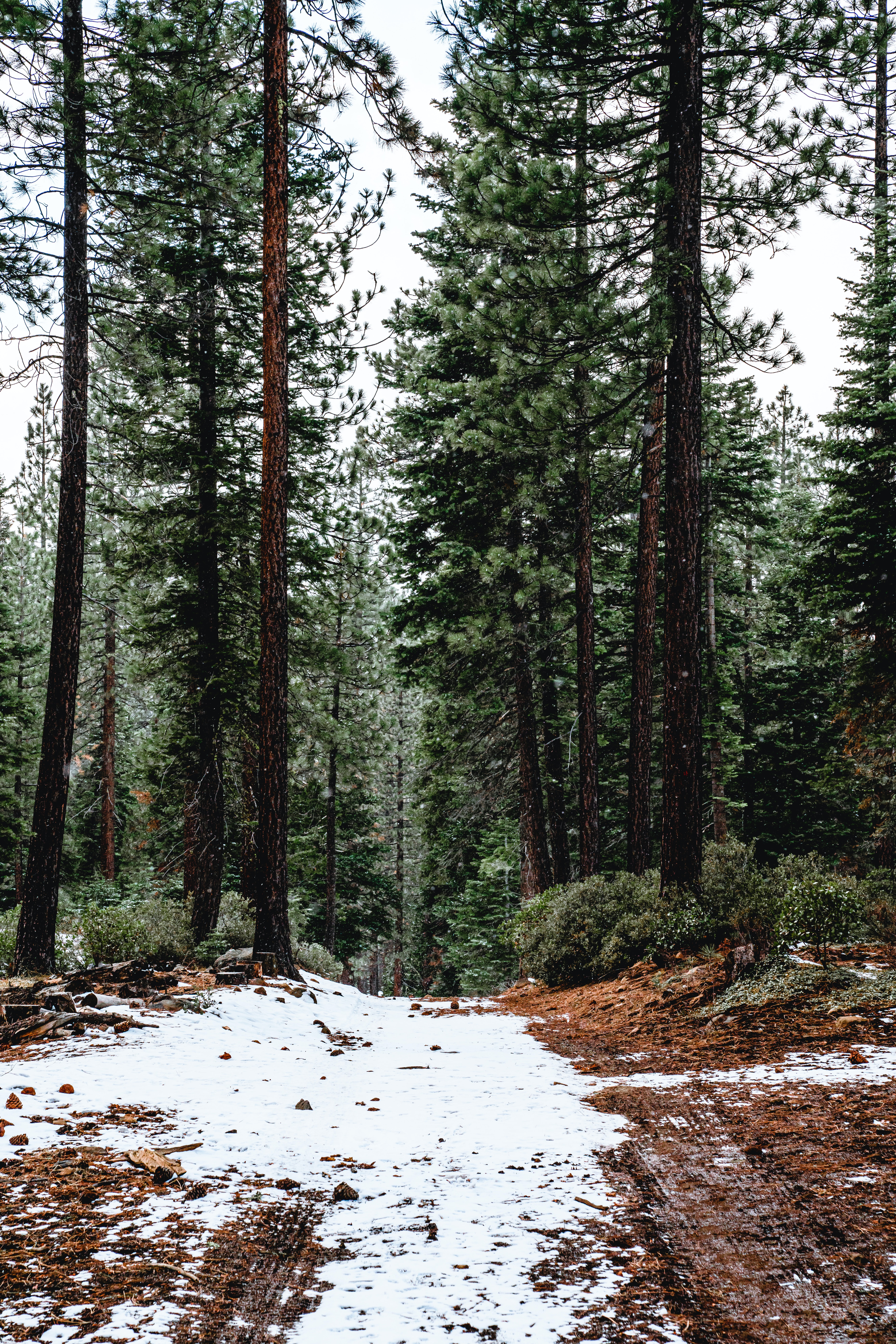 PCデスクトップに自然, 木, 松, 雪, 森林, 森画像を無料でダウンロード