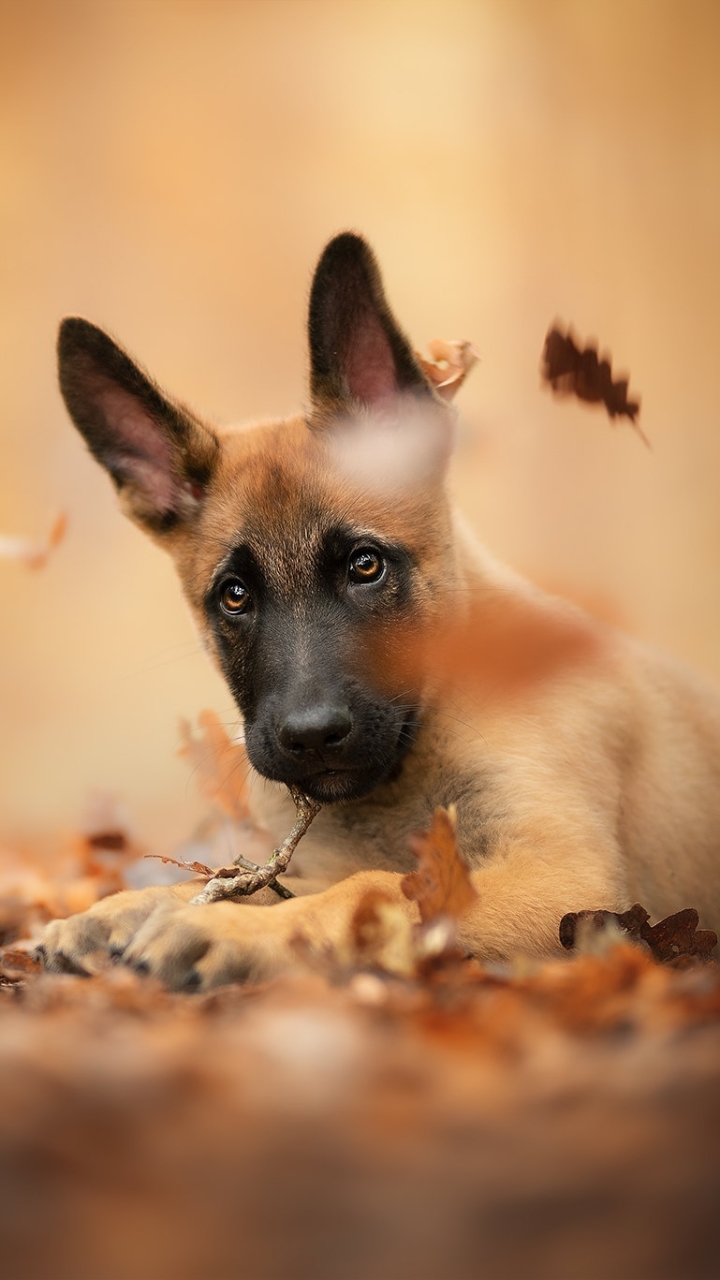 Download mobile wallpaper Dogs, Dog, Fall, Animal, Puppy, Baby Animal, Belgian Malinois for free.