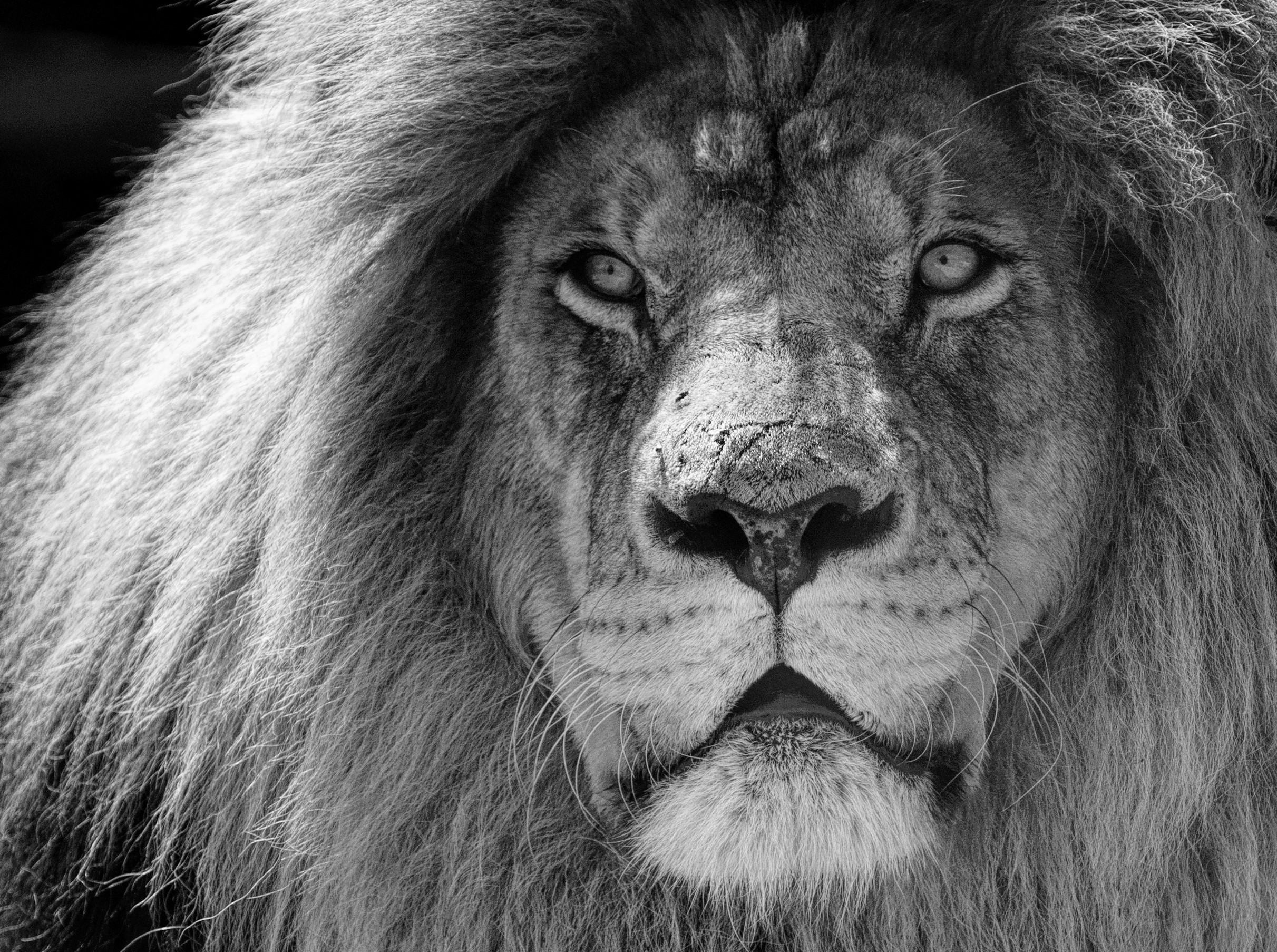 Free download wallpaper Cats, Lion, Animal, Portrait, Black & White on your PC desktop