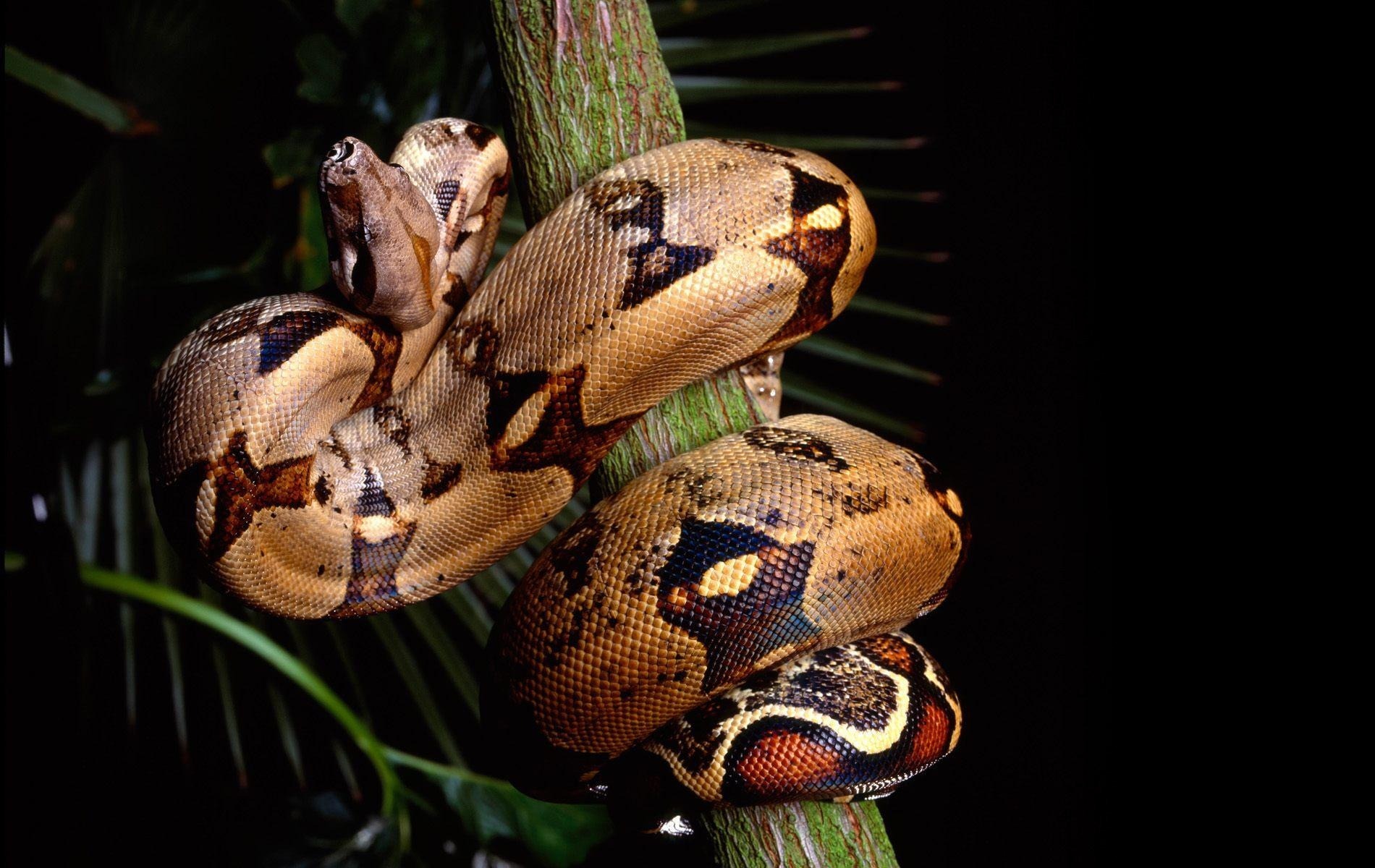 Handy-Wallpaper Tiere, Schlange, Reptilien, Python kostenlos herunterladen.