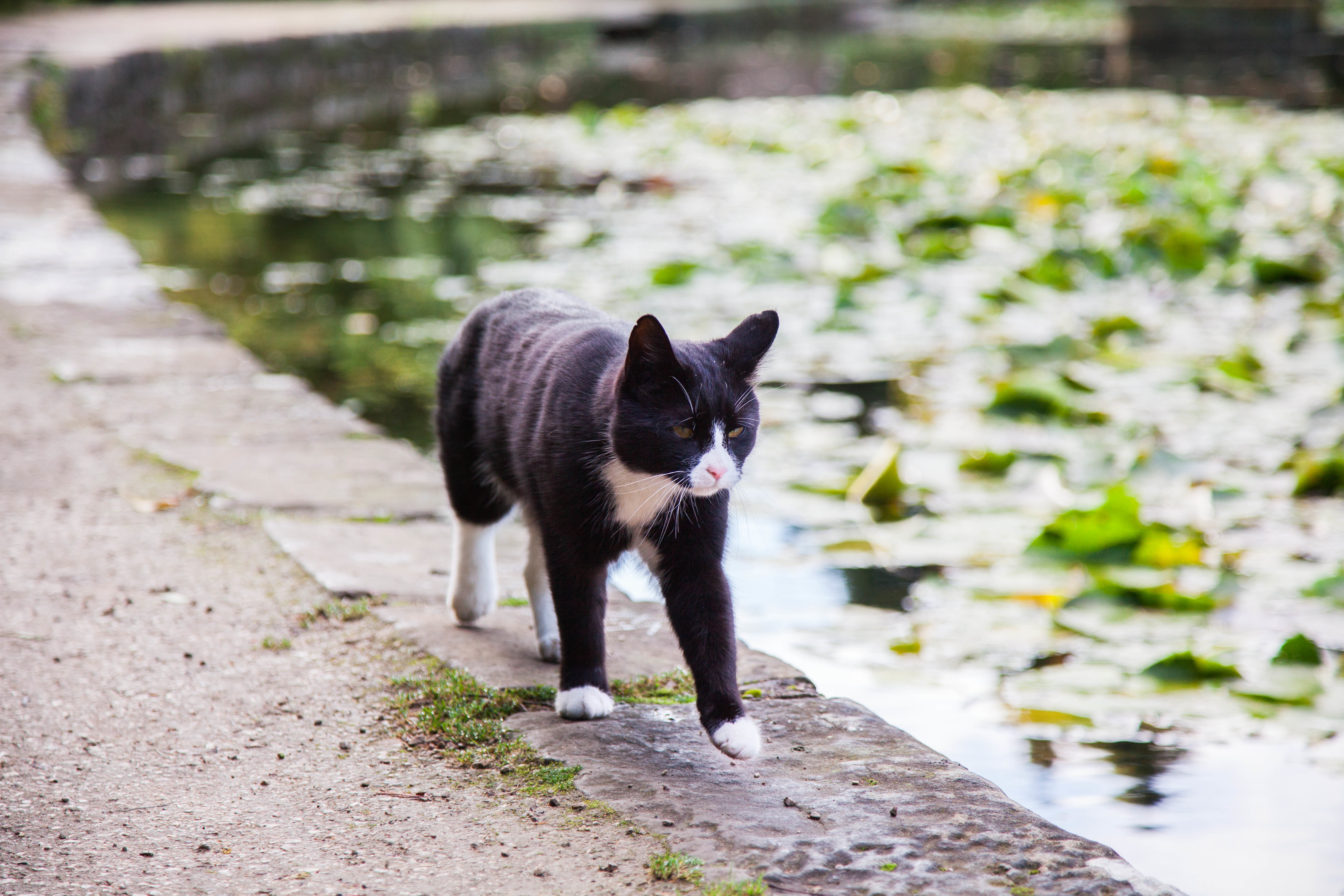 Baixe gratuitamente a imagem Animais, Gatos, Gato, Profundidade De Campo na área de trabalho do seu PC