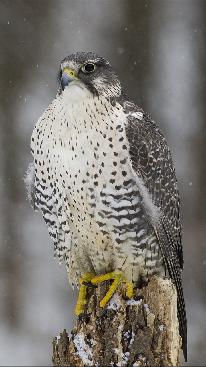 Descarga gratuita de fondo de pantalla para móvil de Halcón, Aves, Animales.