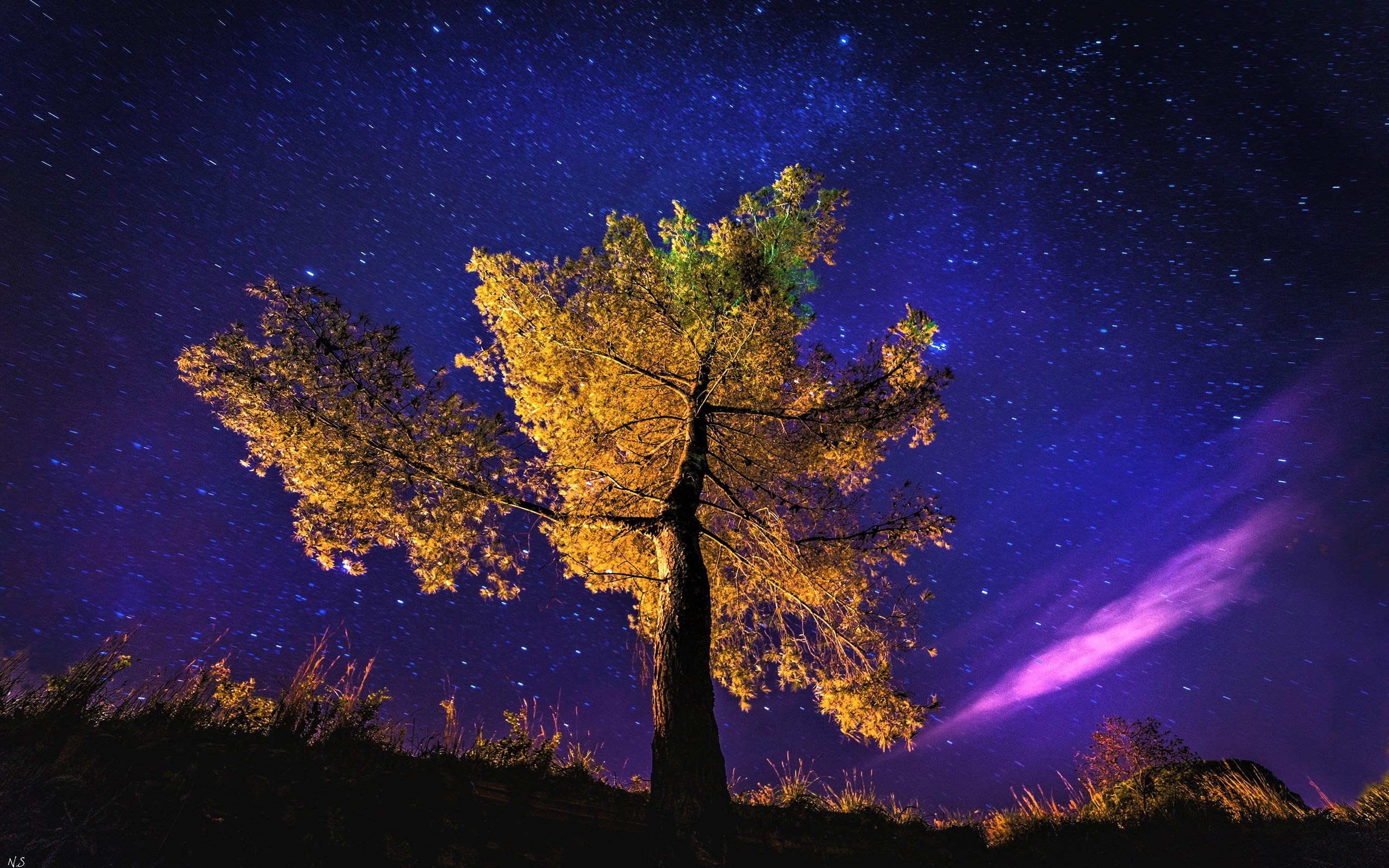 Handy-Wallpaper Bäume, Herbst, Sterne, Baum, Fotografie, Nacht, Erde/natur, Sternenklarer Himmel kostenlos herunterladen.