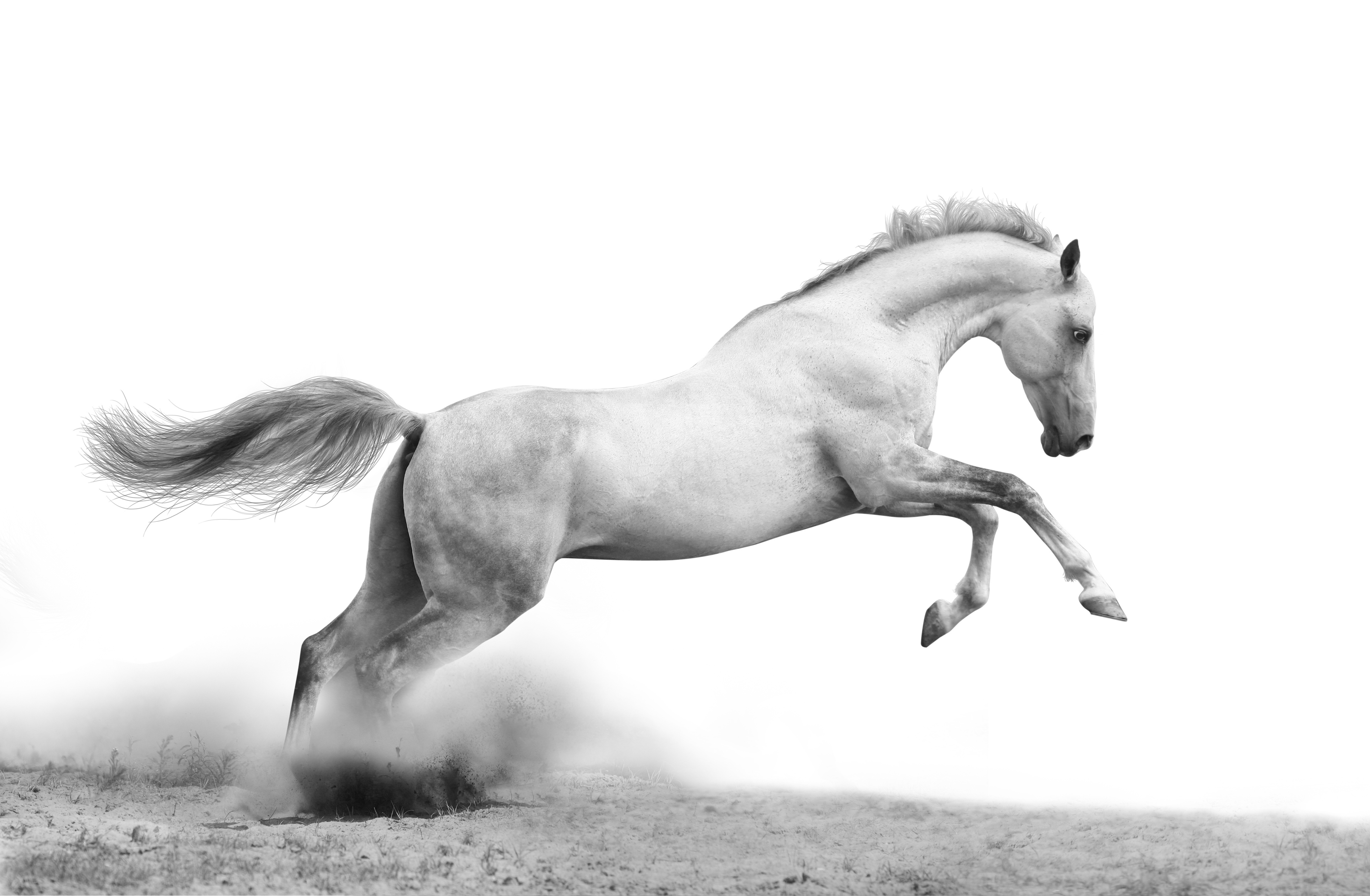 Free download wallpaper Animal, Horse on your PC desktop