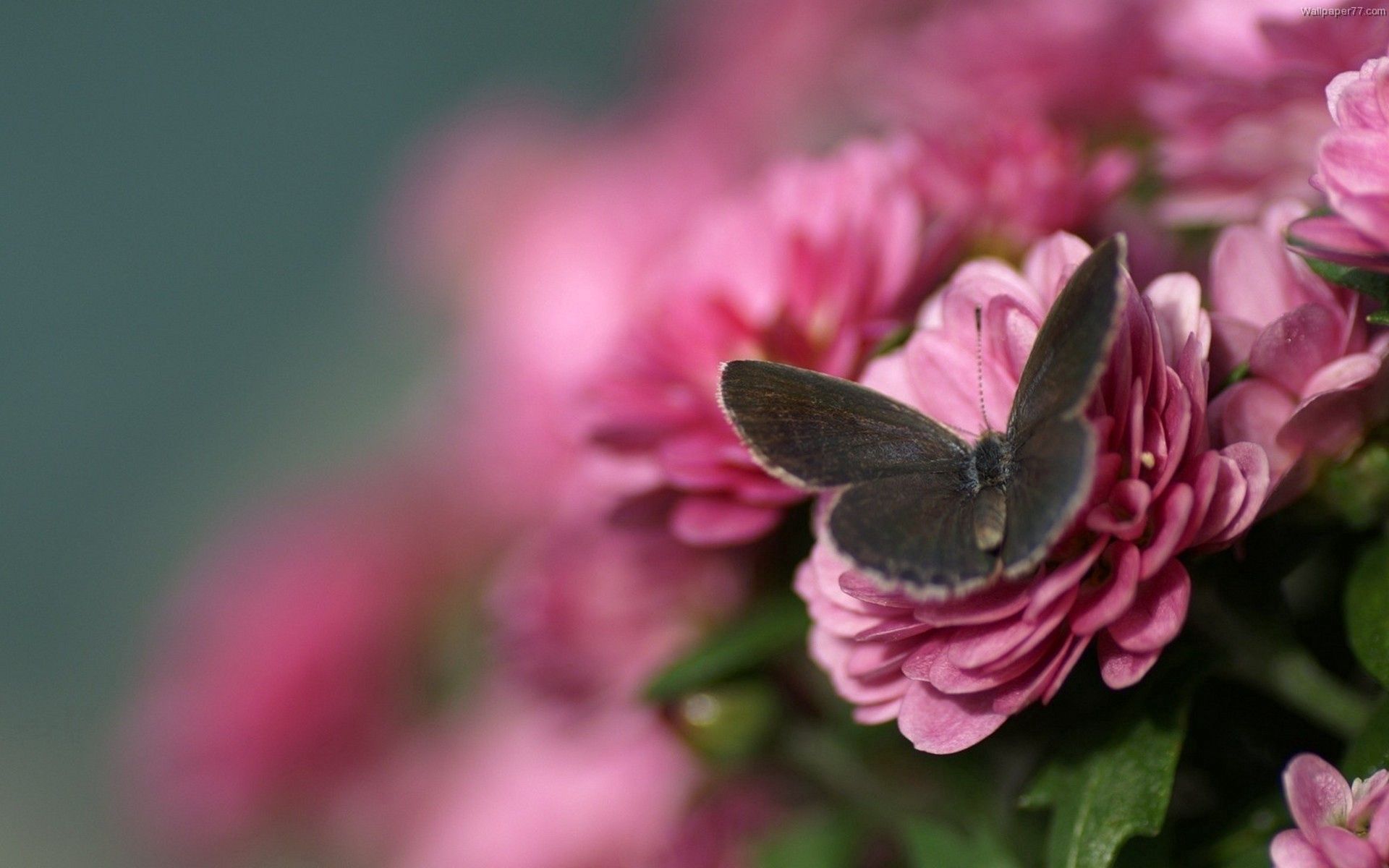 PCデスクトップにバタフライ, 翼, 大きい, 蝶, 花びら, マクロ, 花画像を無料でダウンロード