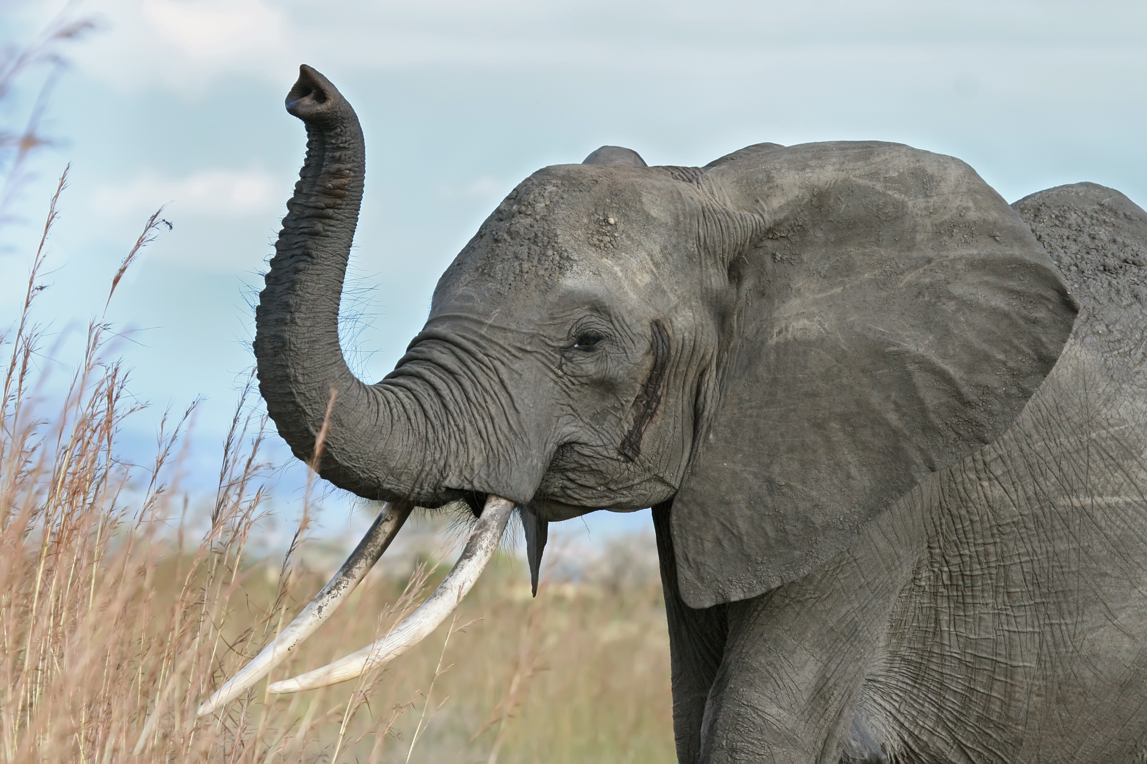 424495 descargar fondo de pantalla animales, elefante africano de sabana, elefantes: protectores de pantalla e imágenes gratis