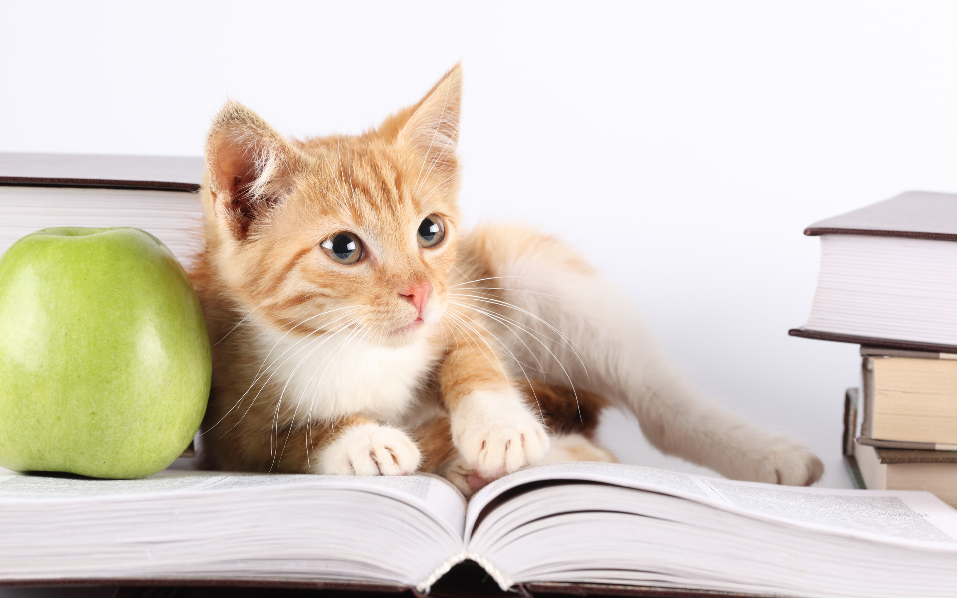 Handy-Wallpaper Kätzchen, Apfel, Buch, Katze, Katzen, Tiere kostenlos herunterladen.