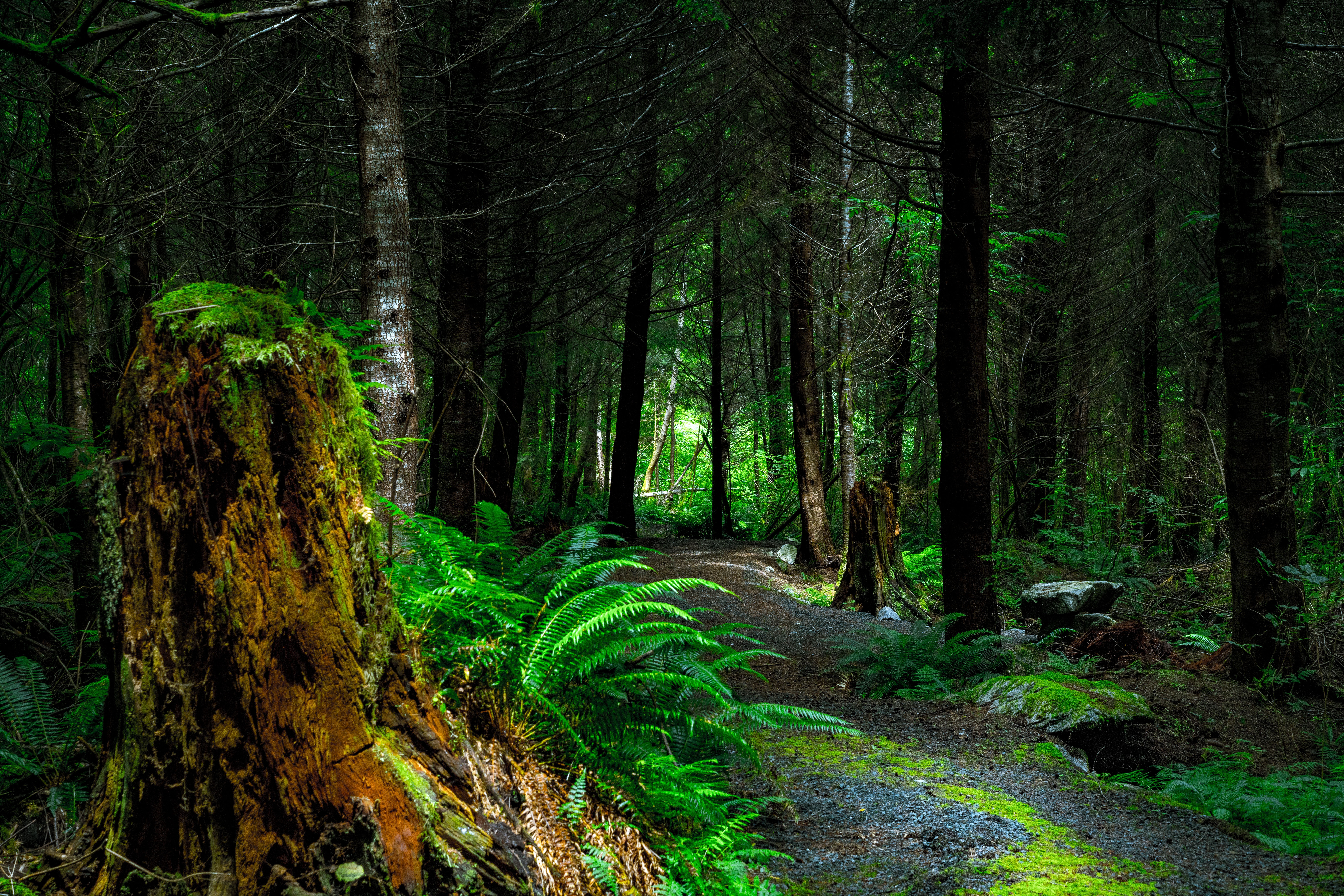 vancouver island, canada, nature, trees, forest, path