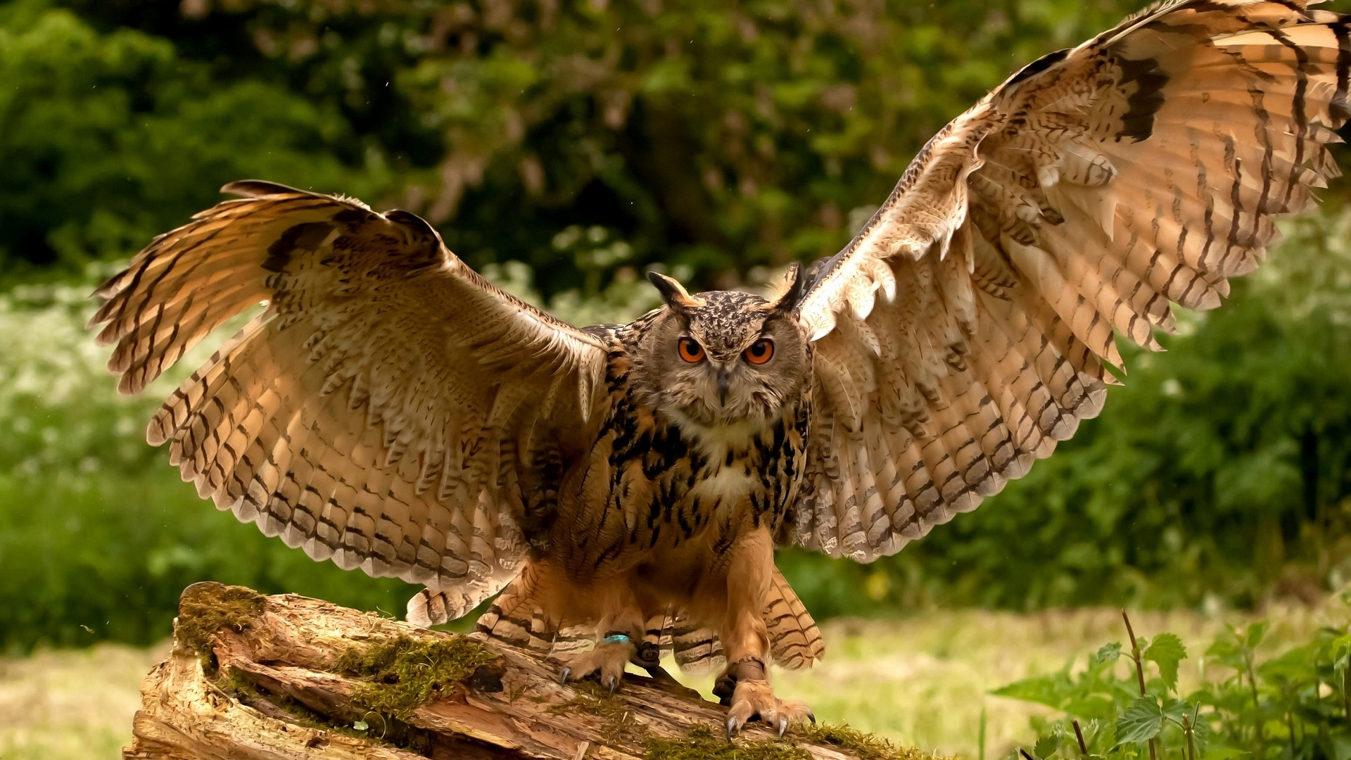 Download mobile wallpaper Owl, Animal for free.