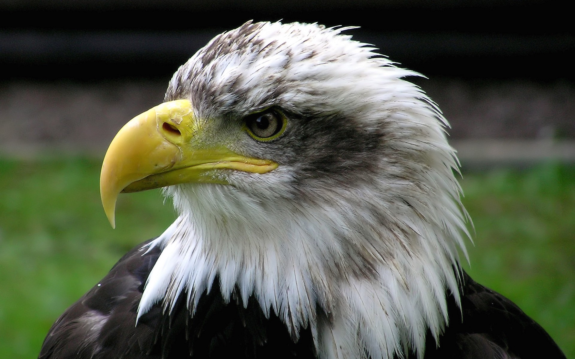 Download mobile wallpaper Animal, Bald Eagle for free.