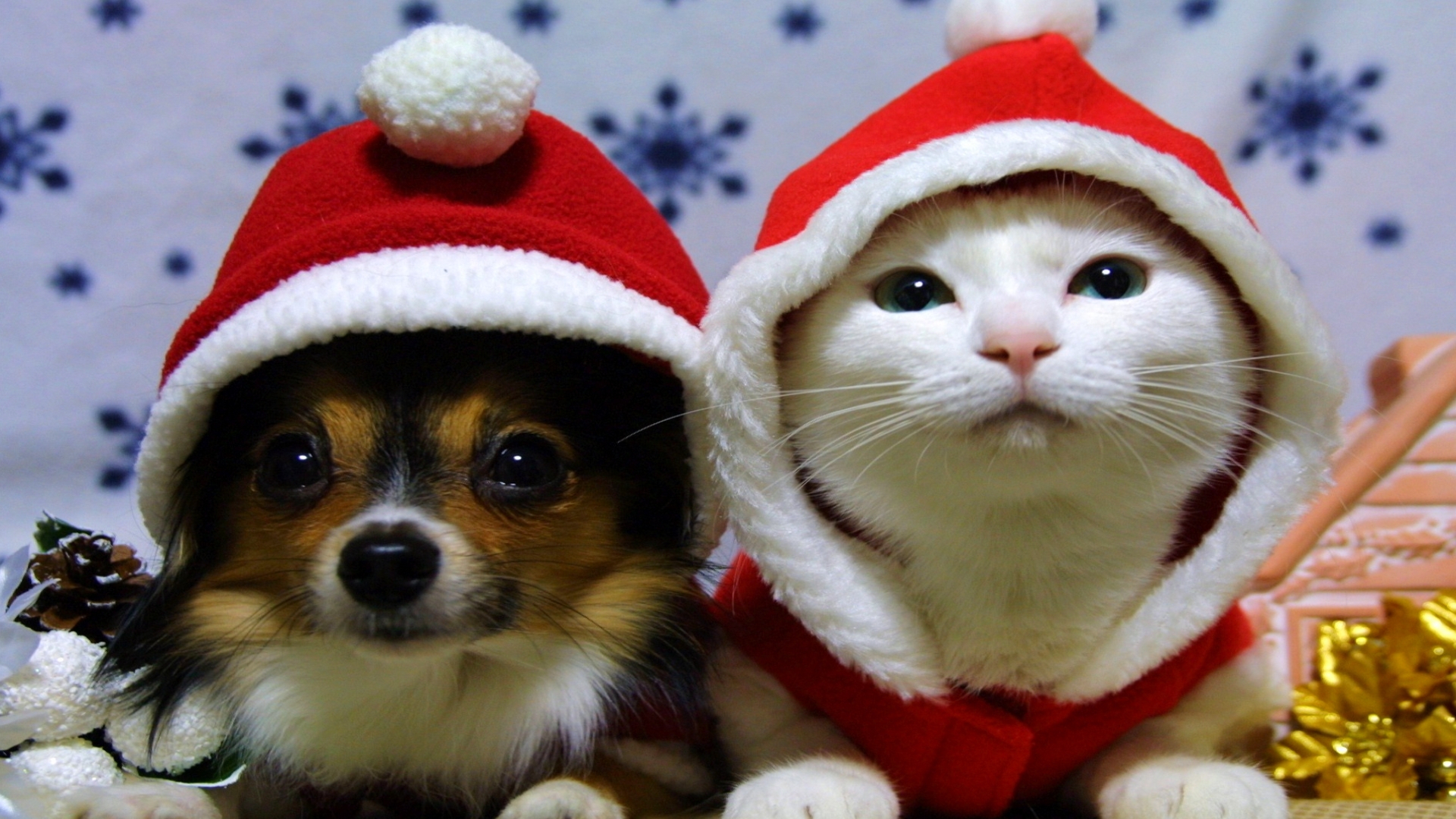 191787 скачать обои кот, шляпа санты, рождество, праздничные, собака - заставки и картинки бесплатно
