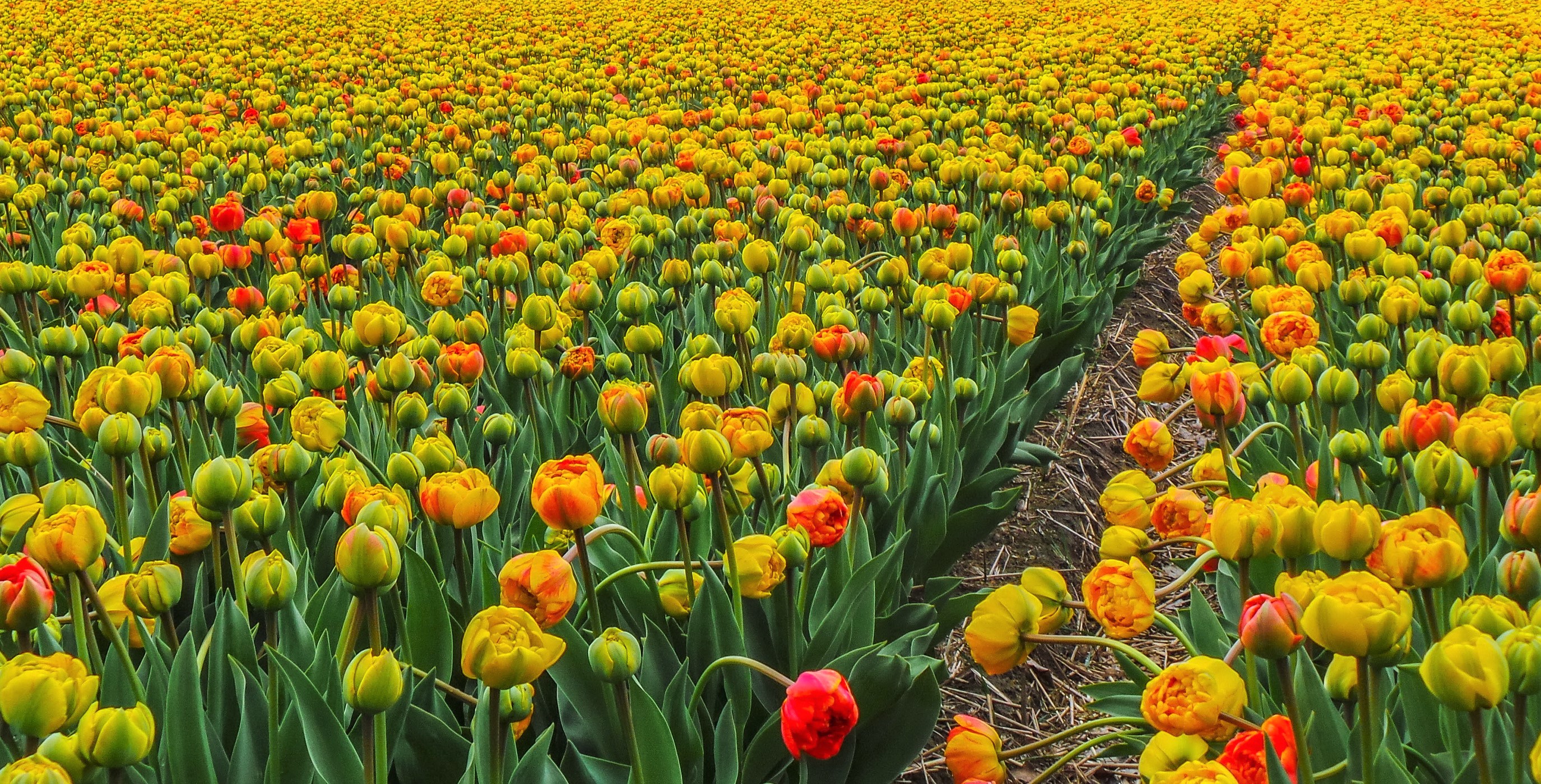 Free download wallpaper Flowers, Flower, Earth, Field, Colorful, Tulip, Yellow Flower on your PC desktop