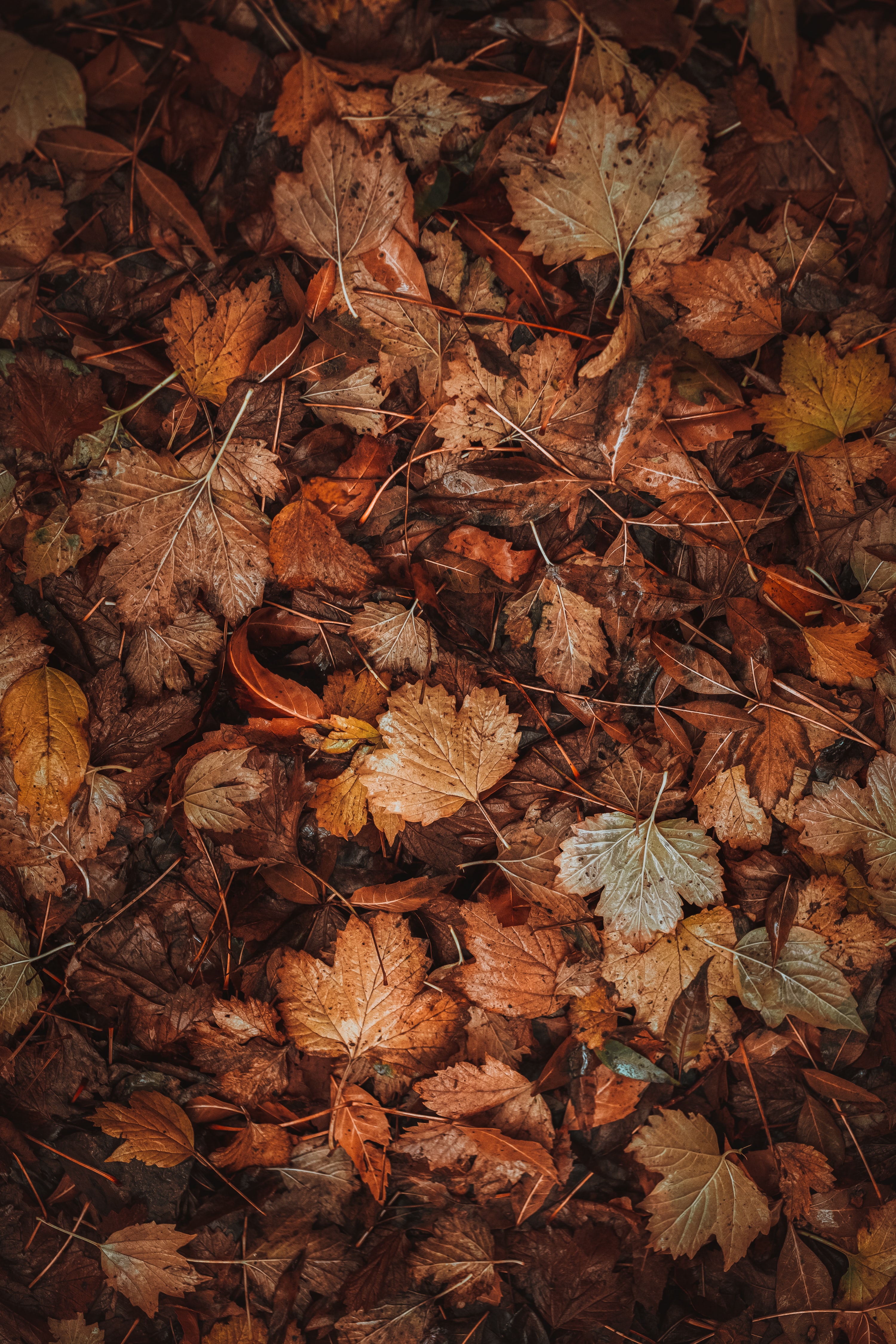 153888 descargar fondo de pantalla otoño, hojas caídas, hojas, macro, marrón, seco, follaje caído: protectores de pantalla e imágenes gratis