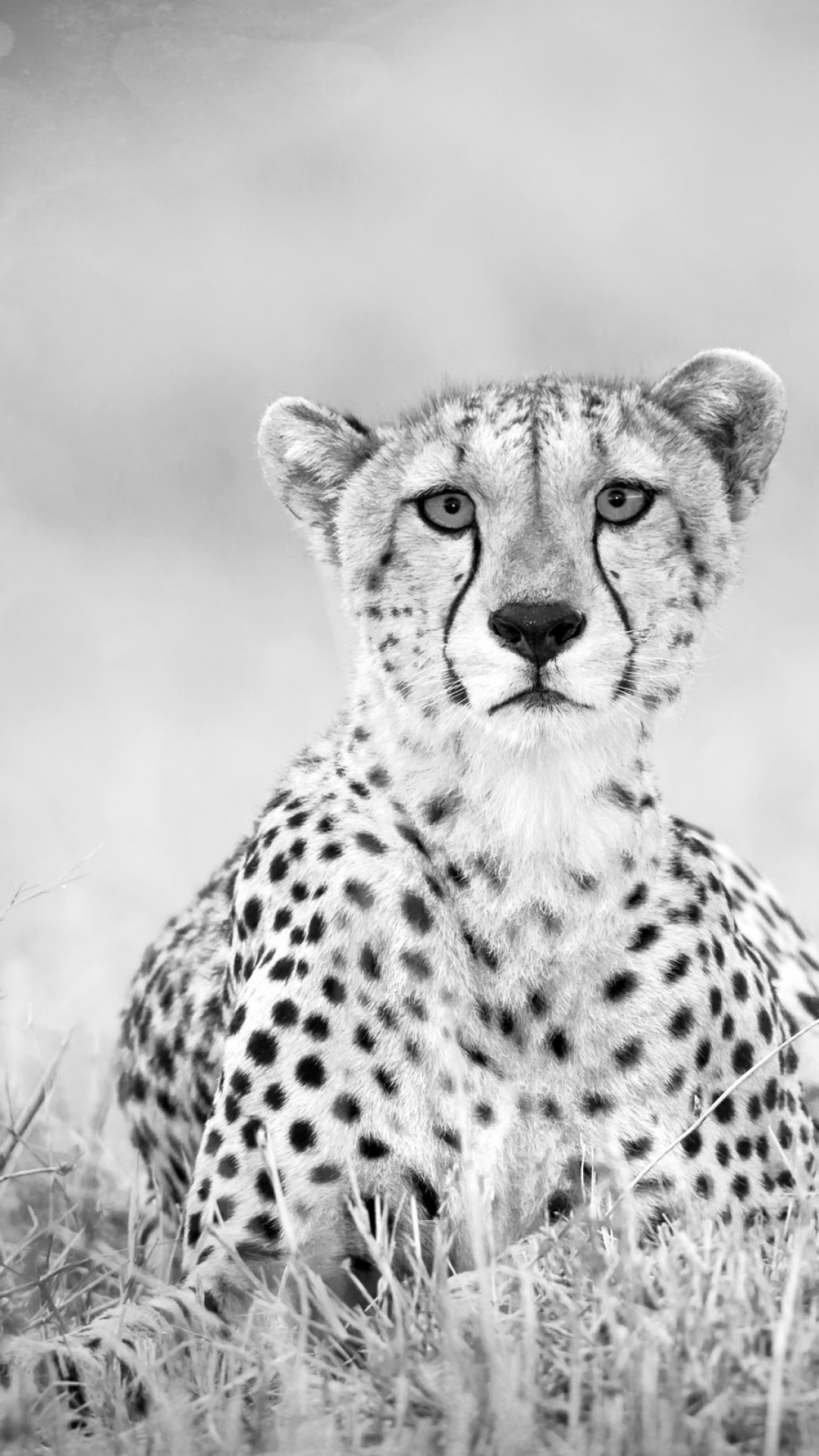 Download mobile wallpaper Cats, Cheetah, Animal for free.