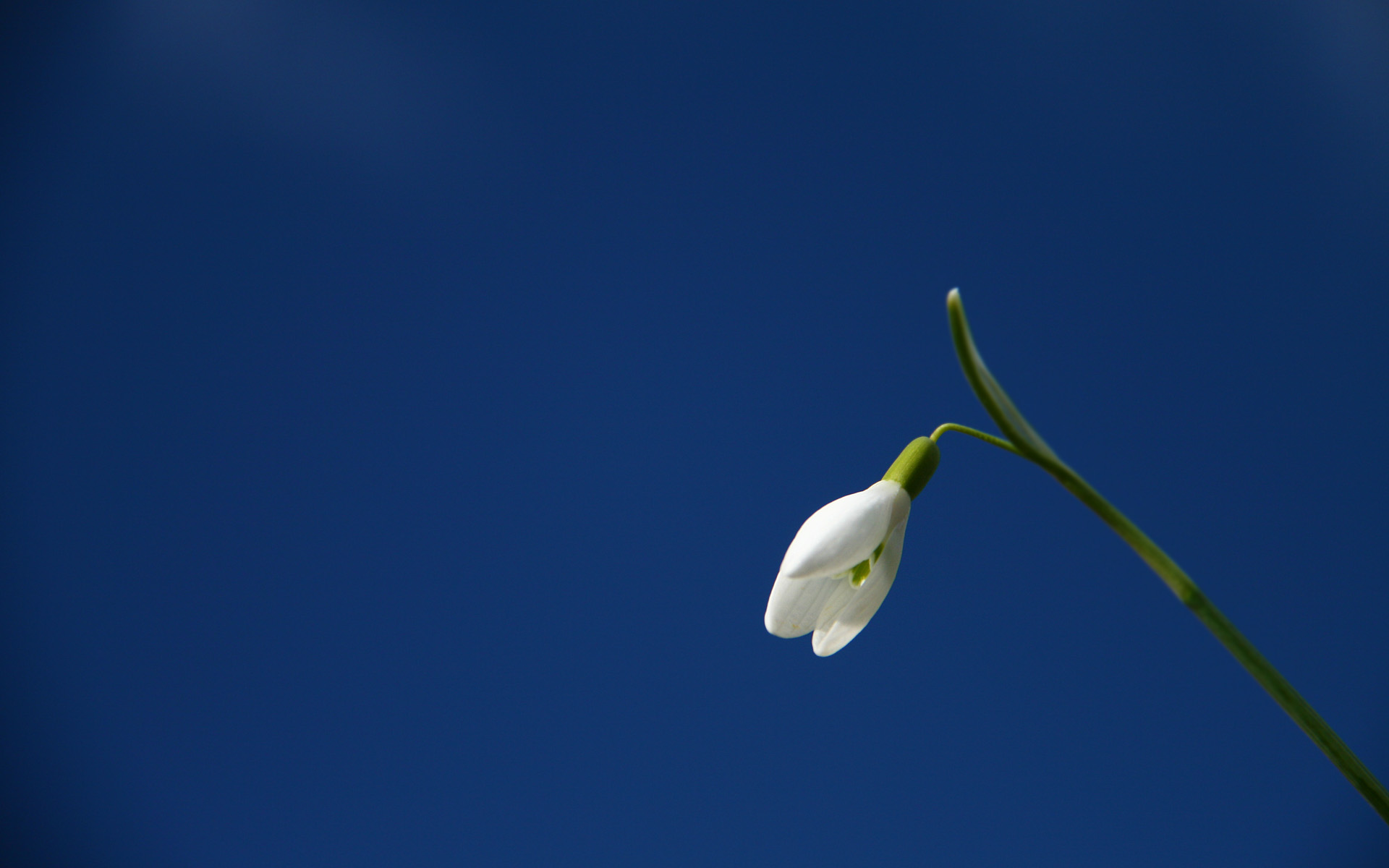 Download mobile wallpaper Flowers, Flower, Earth, Snowdrop for free.